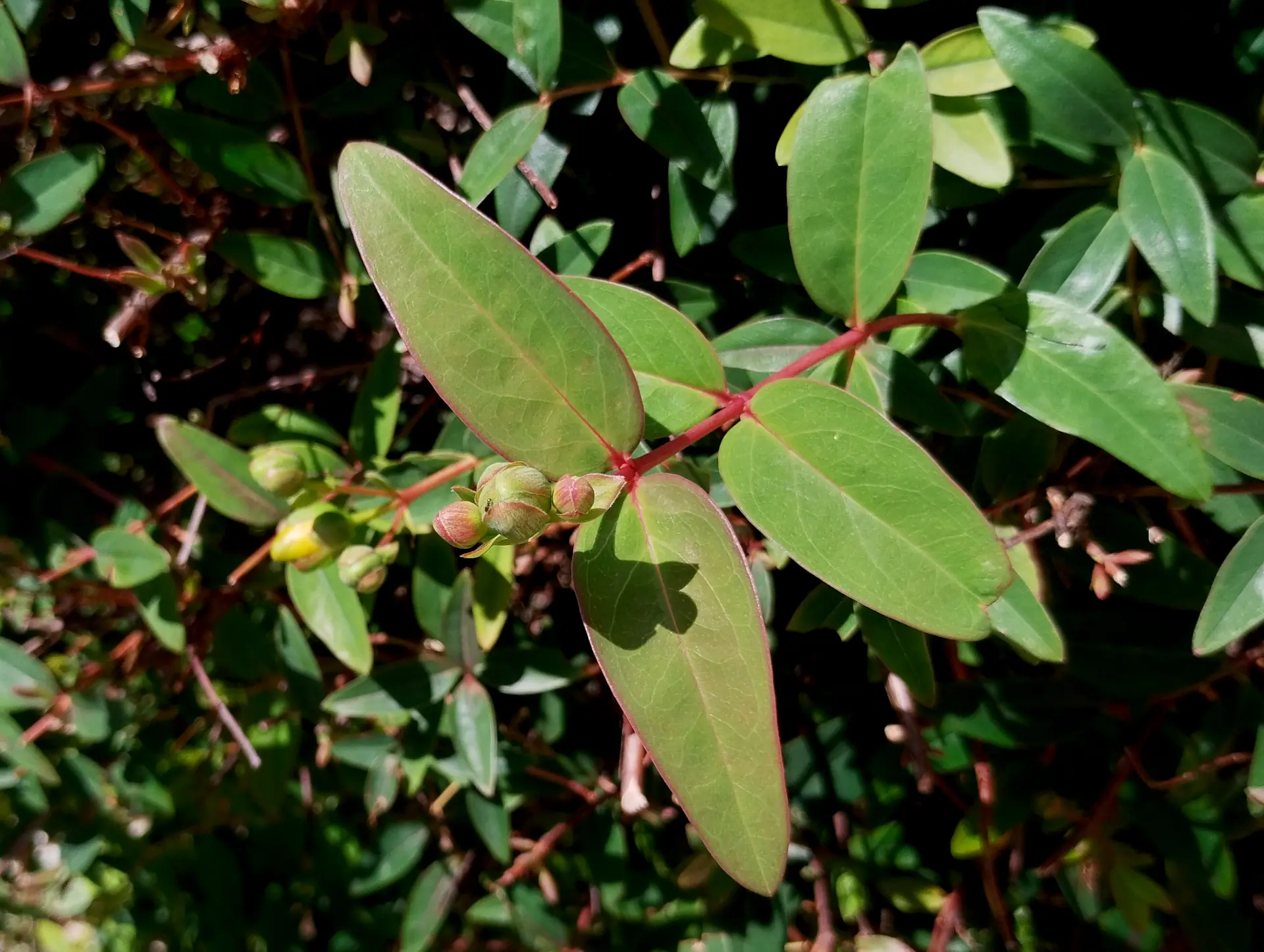 img/hypericum-hidcoteense-3.webp