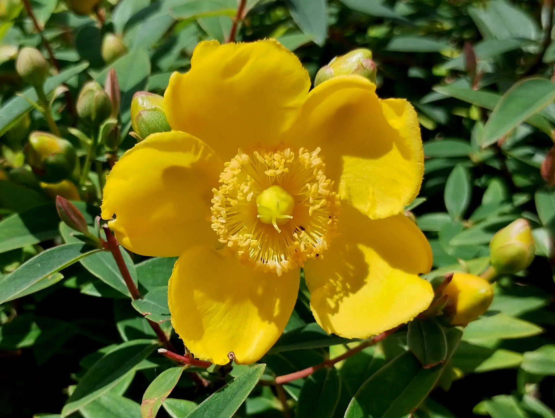 img/hypericum-hidcoteense.webp