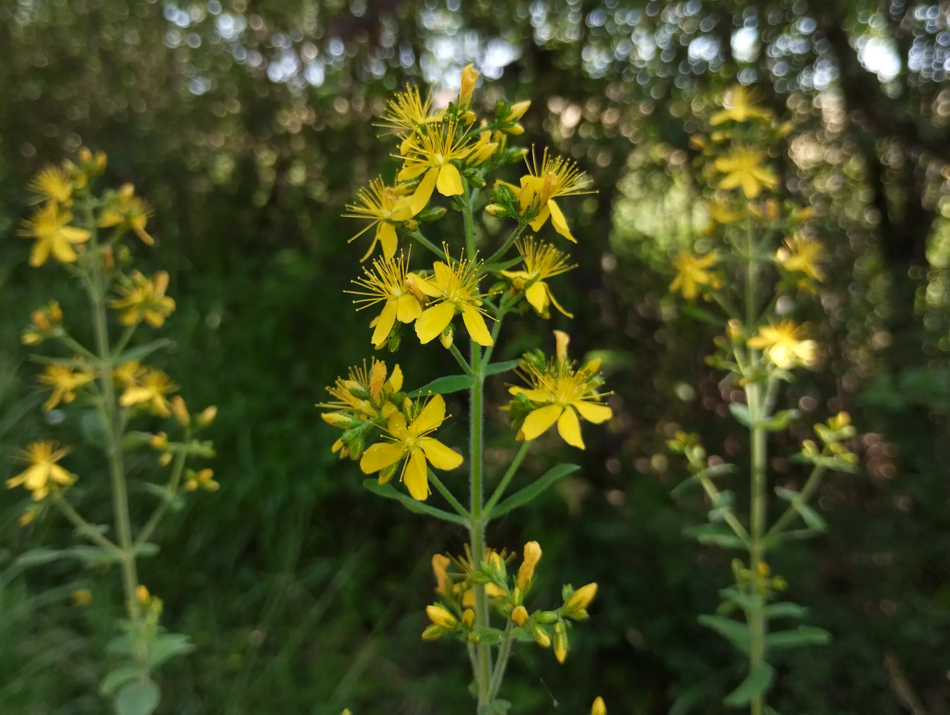 img/hypericum-hirsutum-2.webp