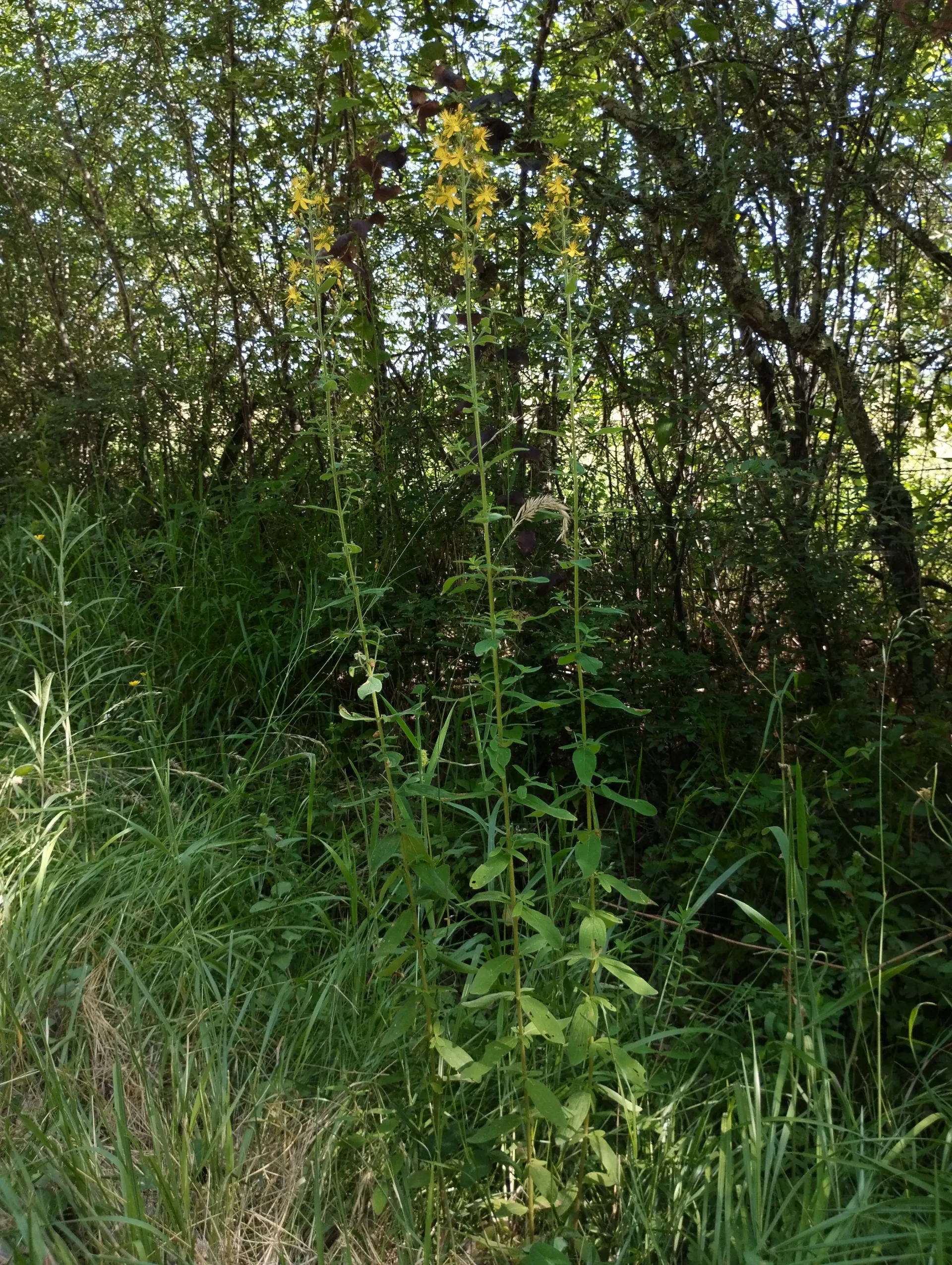 img/hypericum-hirsutum-3.webp