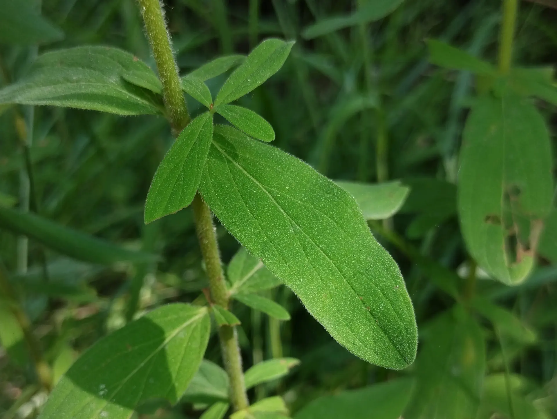 img/hypericum-hirsutum-4.webp
