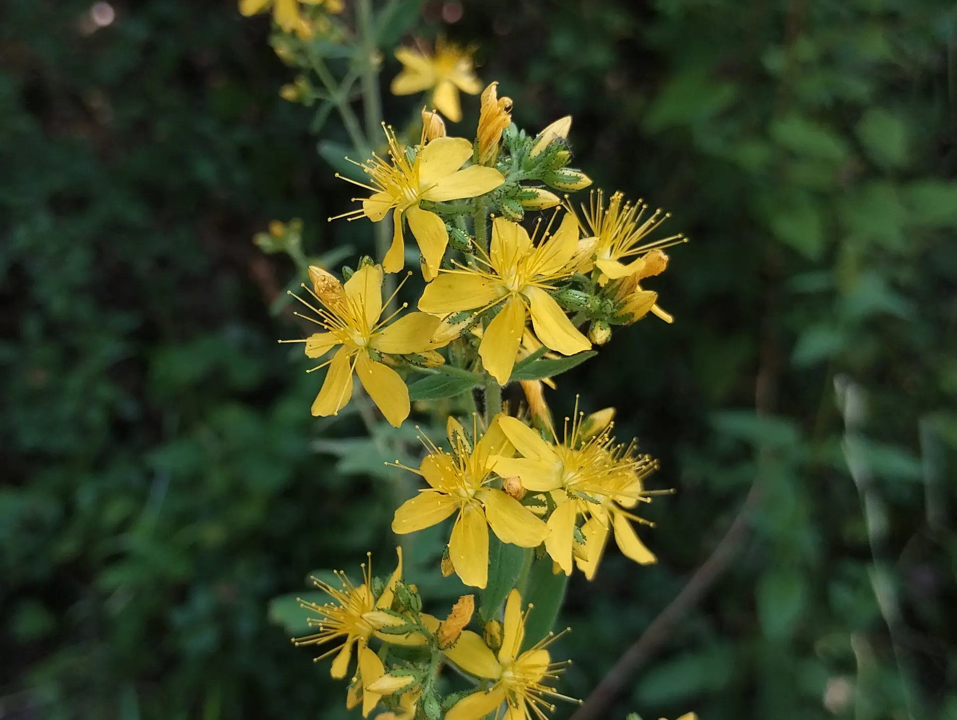 img/hypericum-hirsutum.webp
