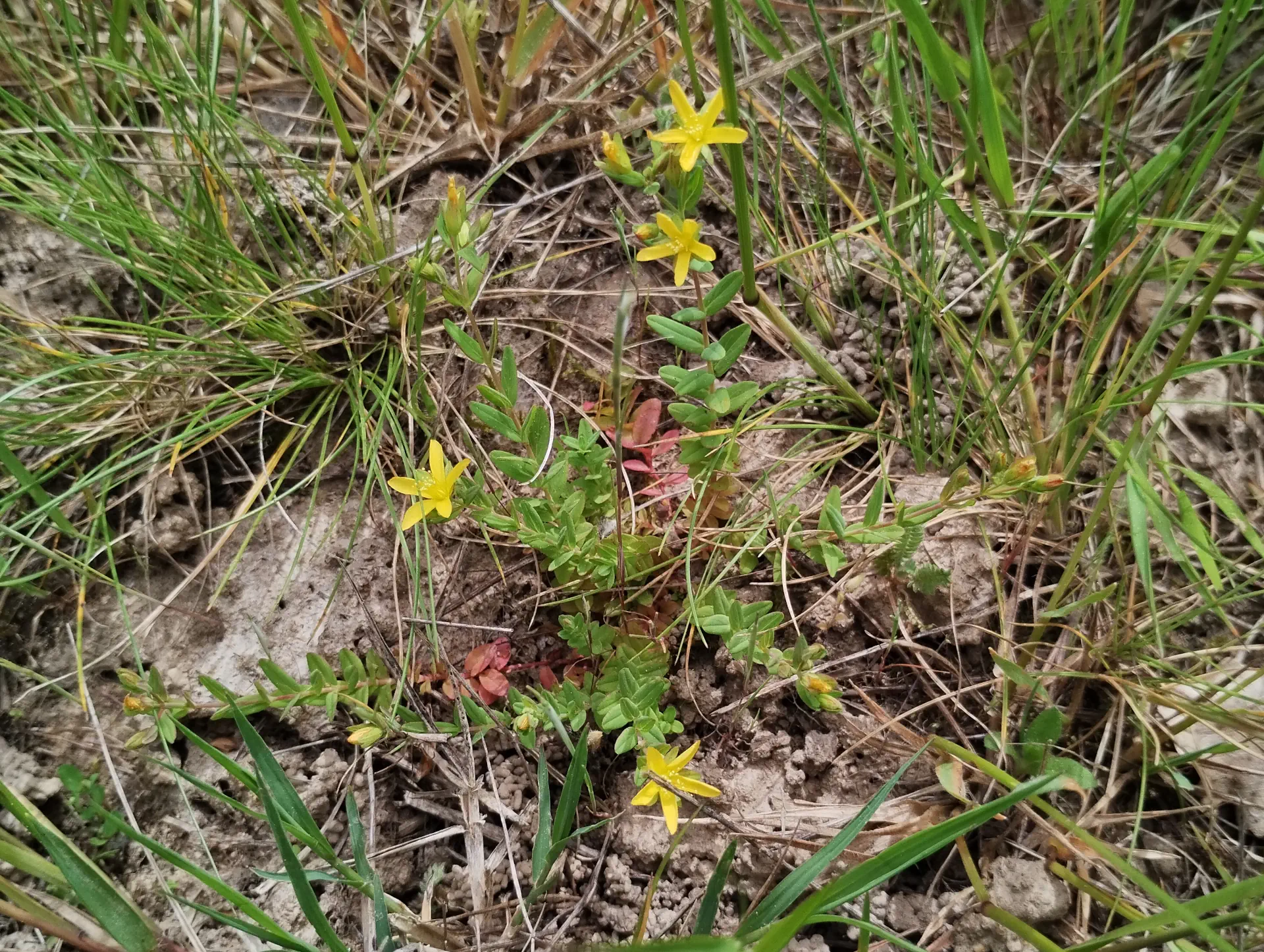 img/hypericum-humifusum-4.webp