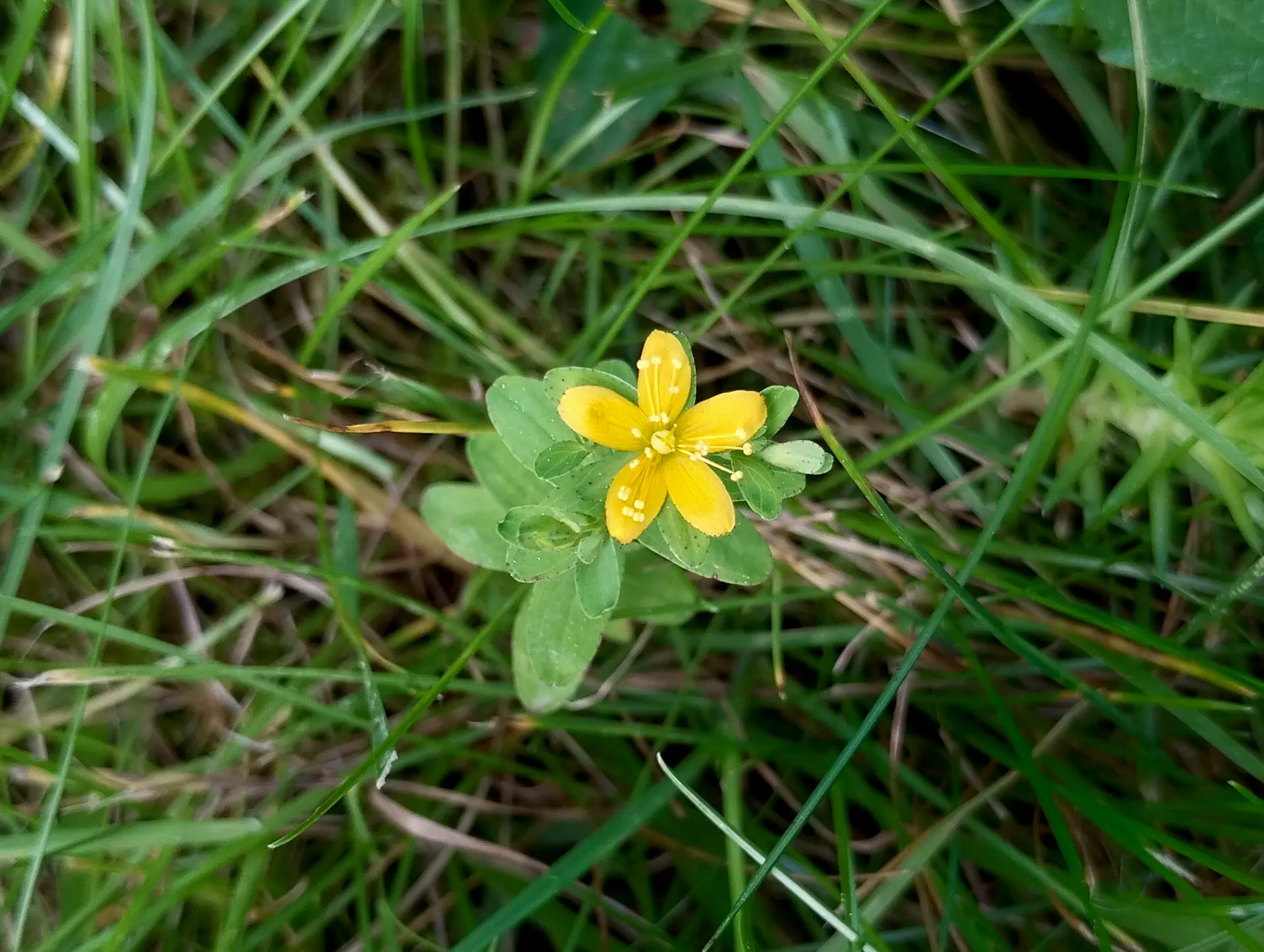img/hypericum-humifusum.webp