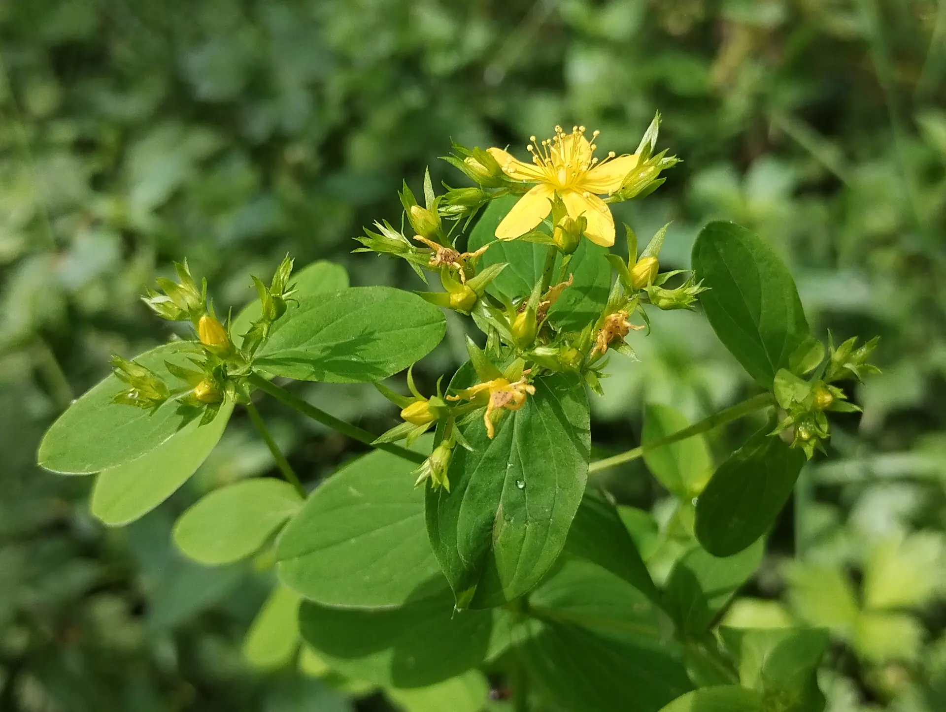 img/hypericum-tetrapterum-2.webp