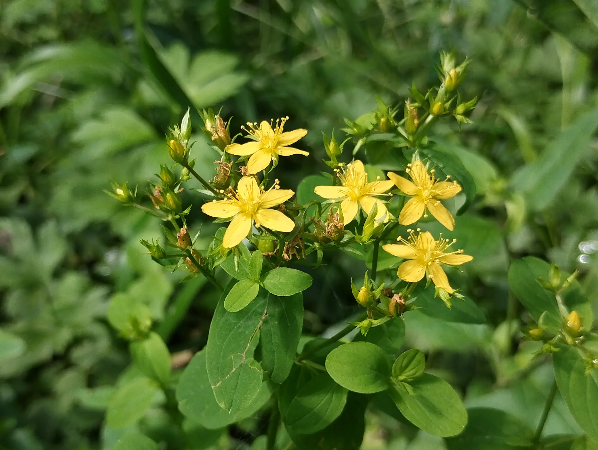 img/hypericum-tetrapterum-3.webp