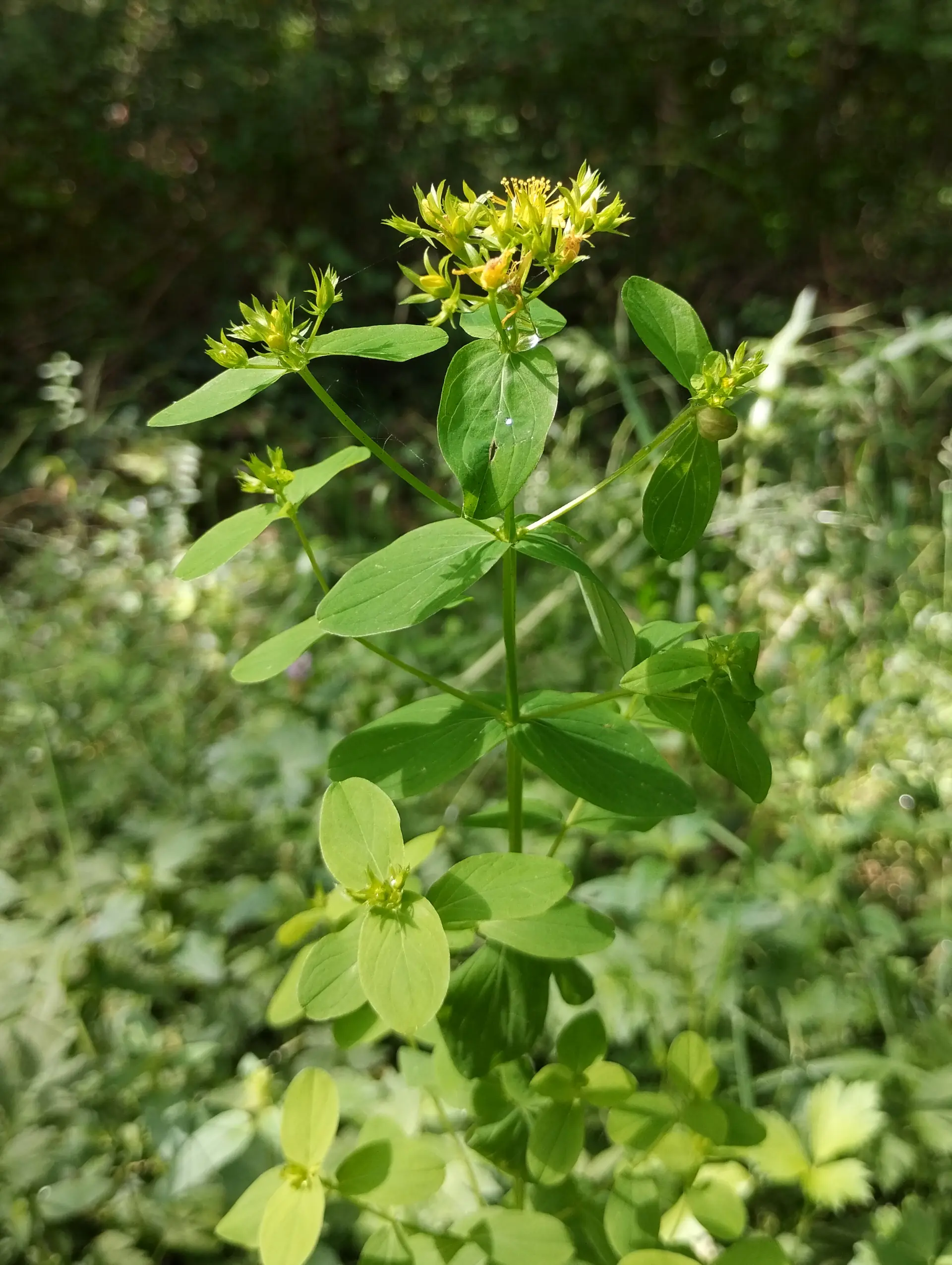 img/hypericum-tetrapterum-4.webp