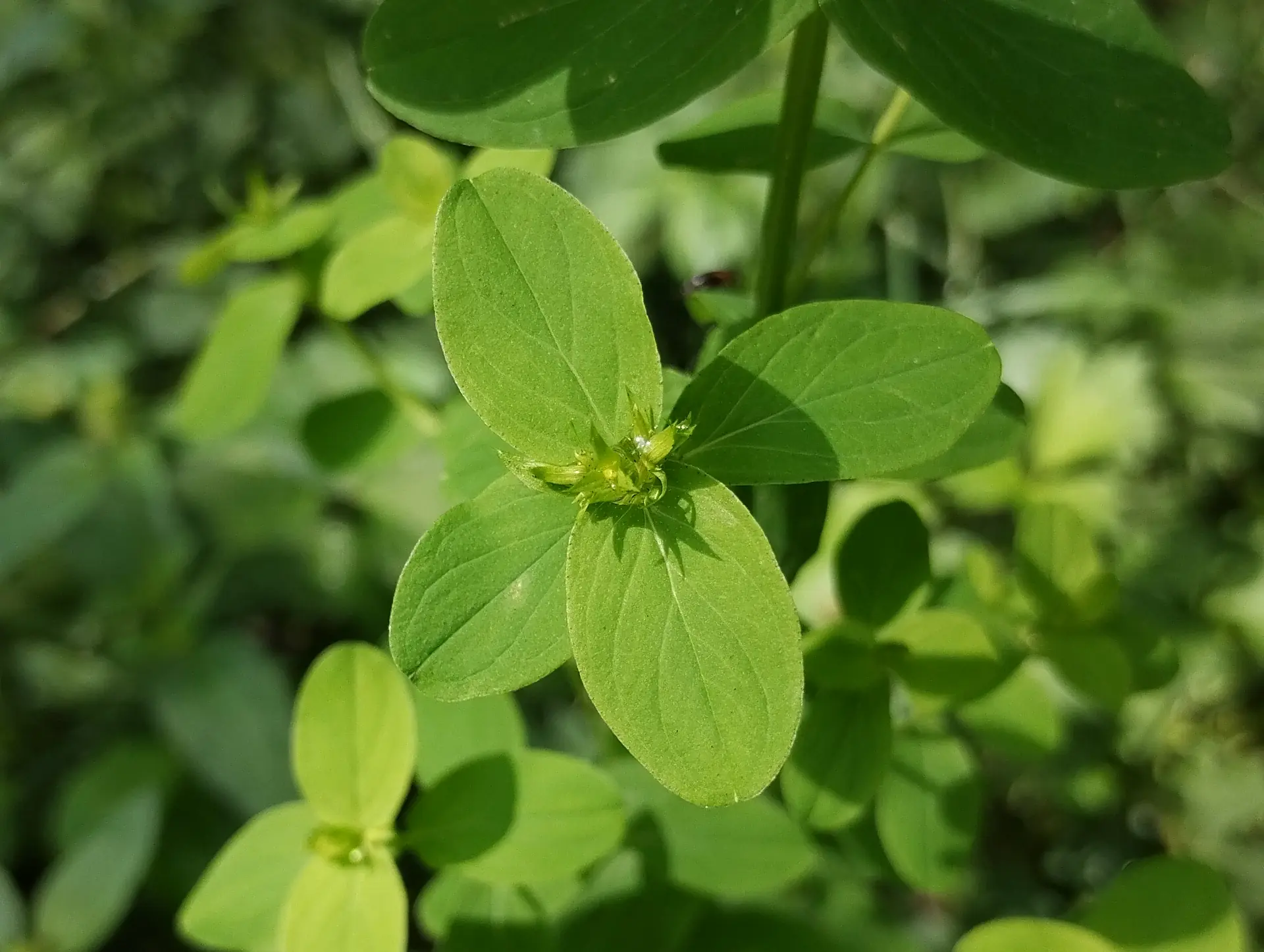 img/hypericum-tetrapterum-5.webp