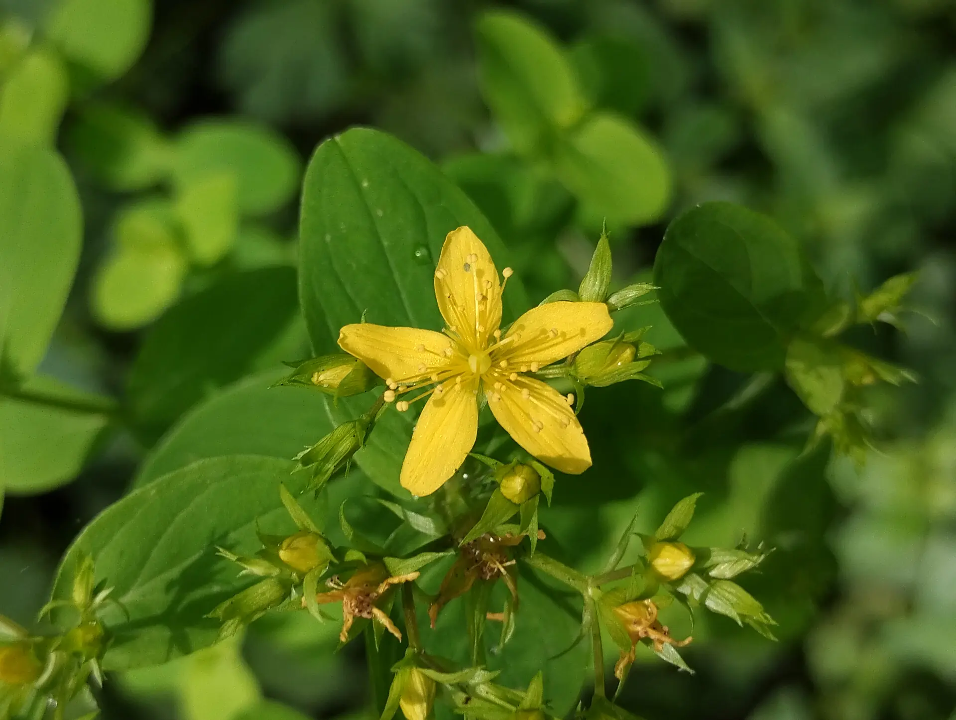 img/hypericum-tetrapterum.webp