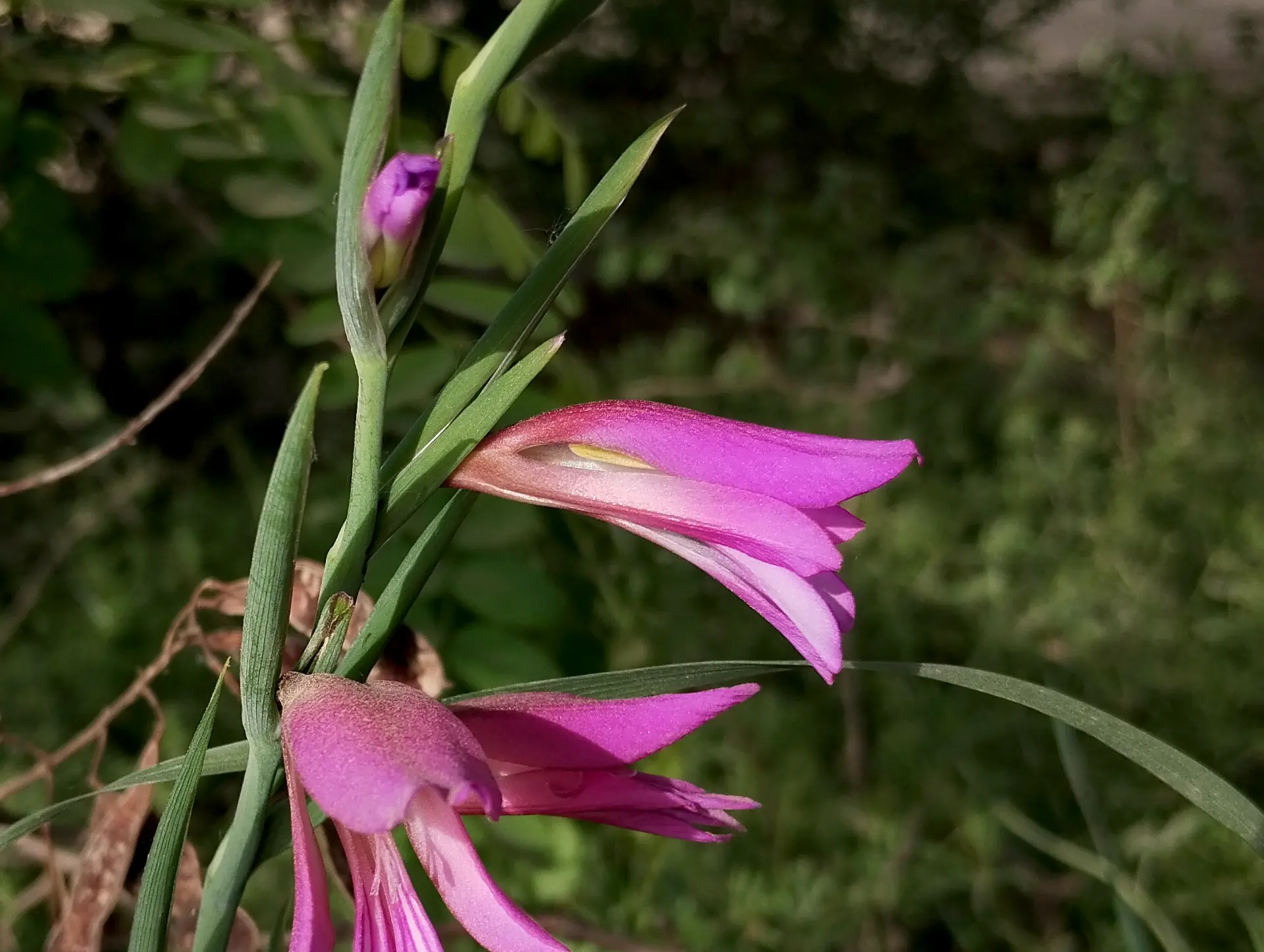 img/gladiolus-italicus-2.webp
