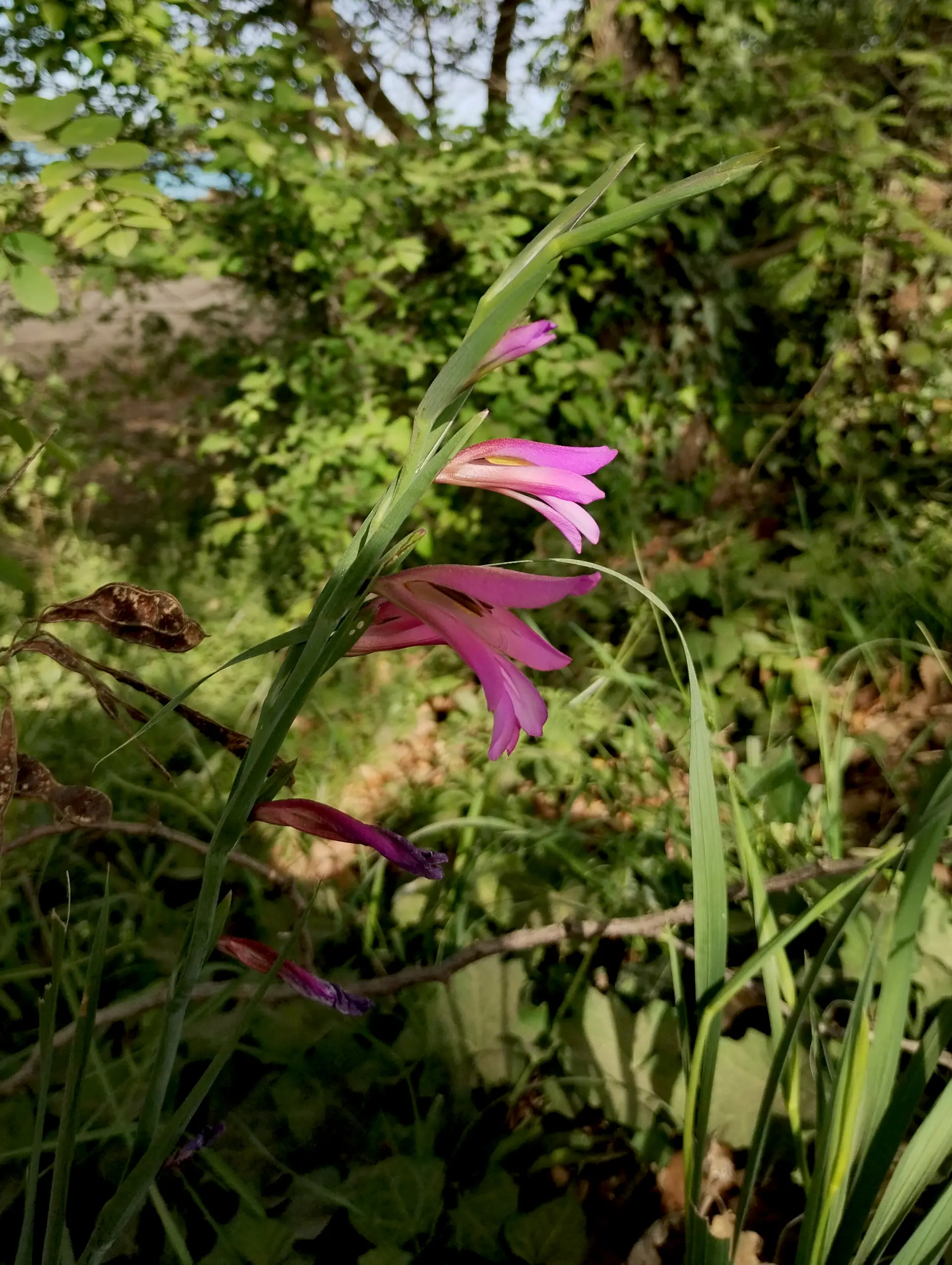 img/gladiolus-italicus-3.webp