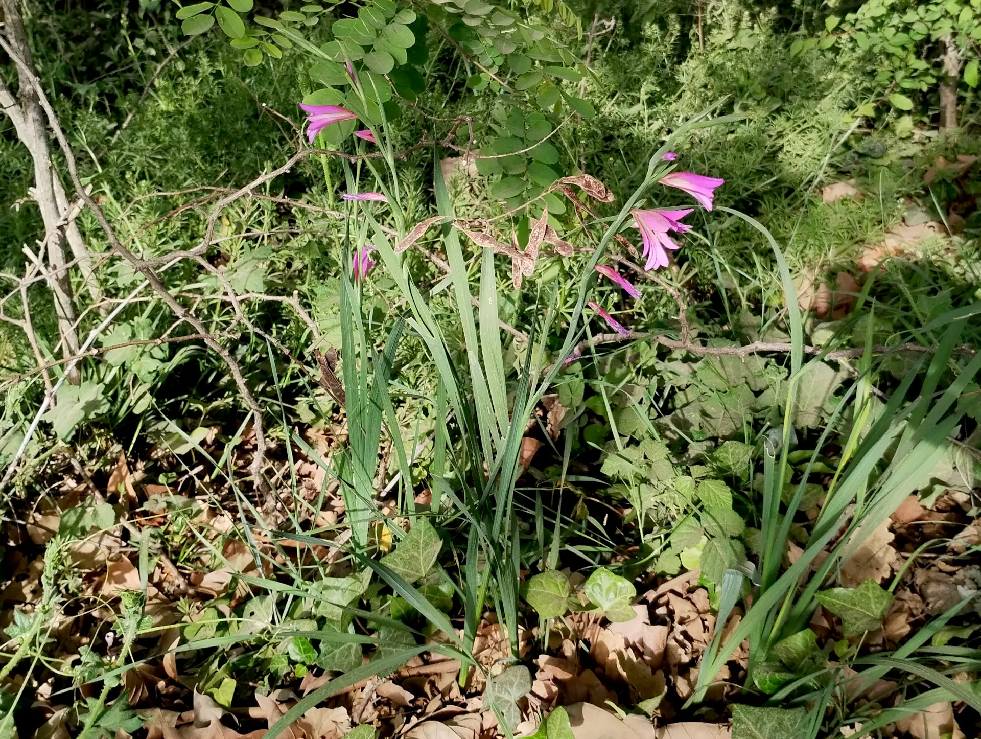 img/gladiolus-italicus-4.webp