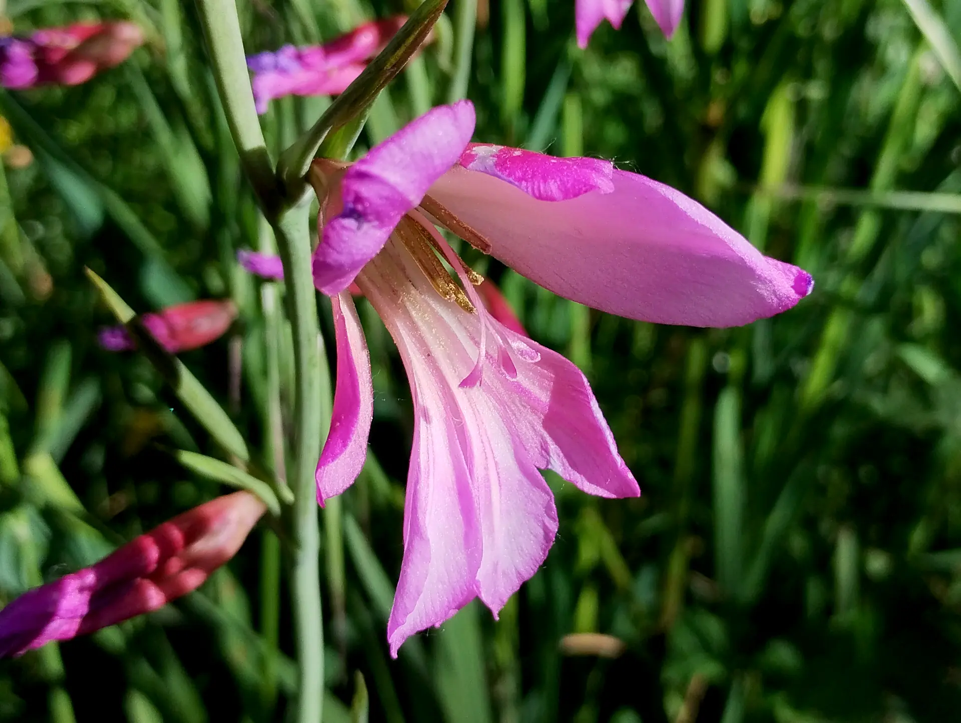 img/gladiolus-italicus-5.webp