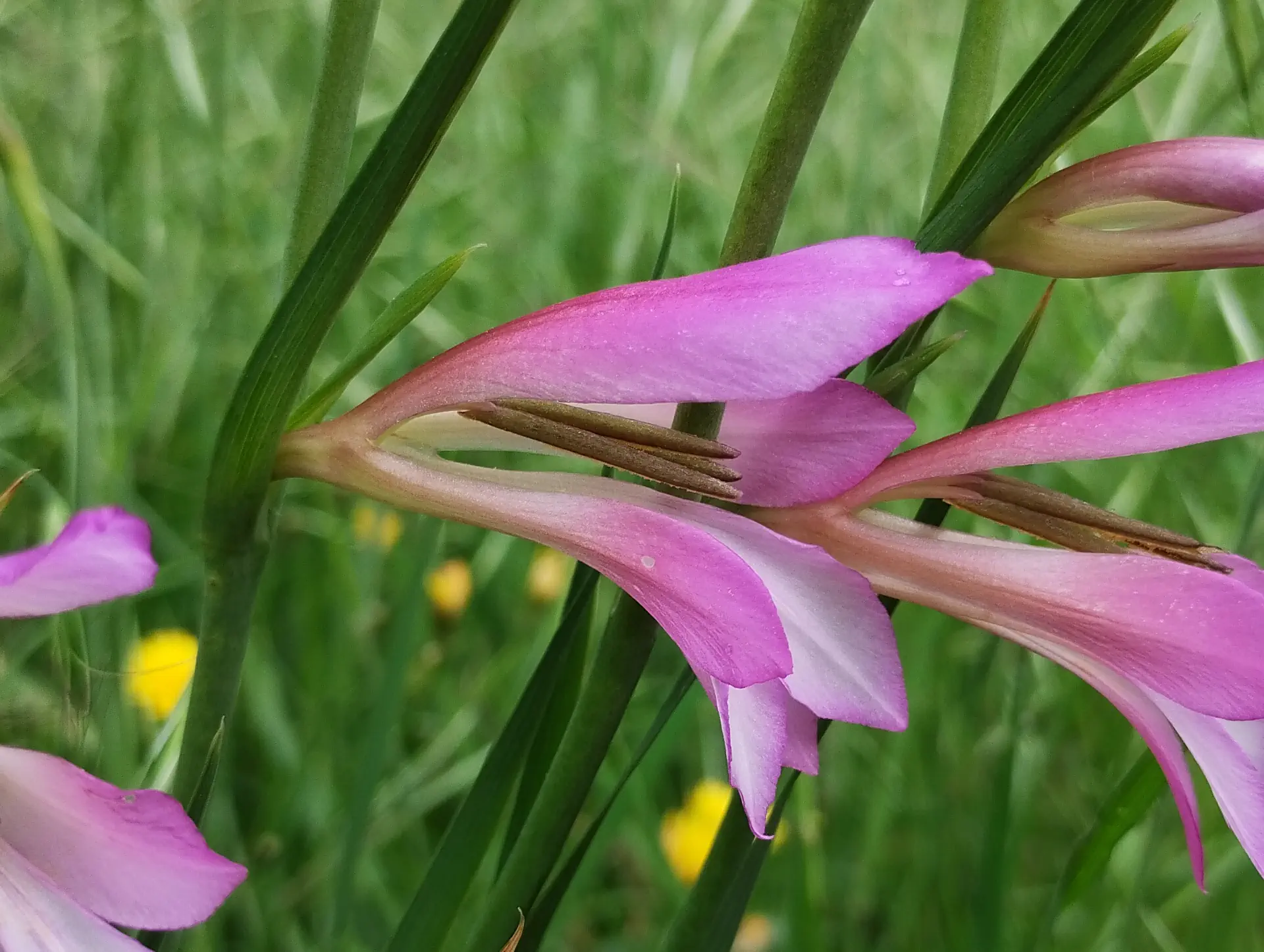 img/gladiolus-italicus-6.webp