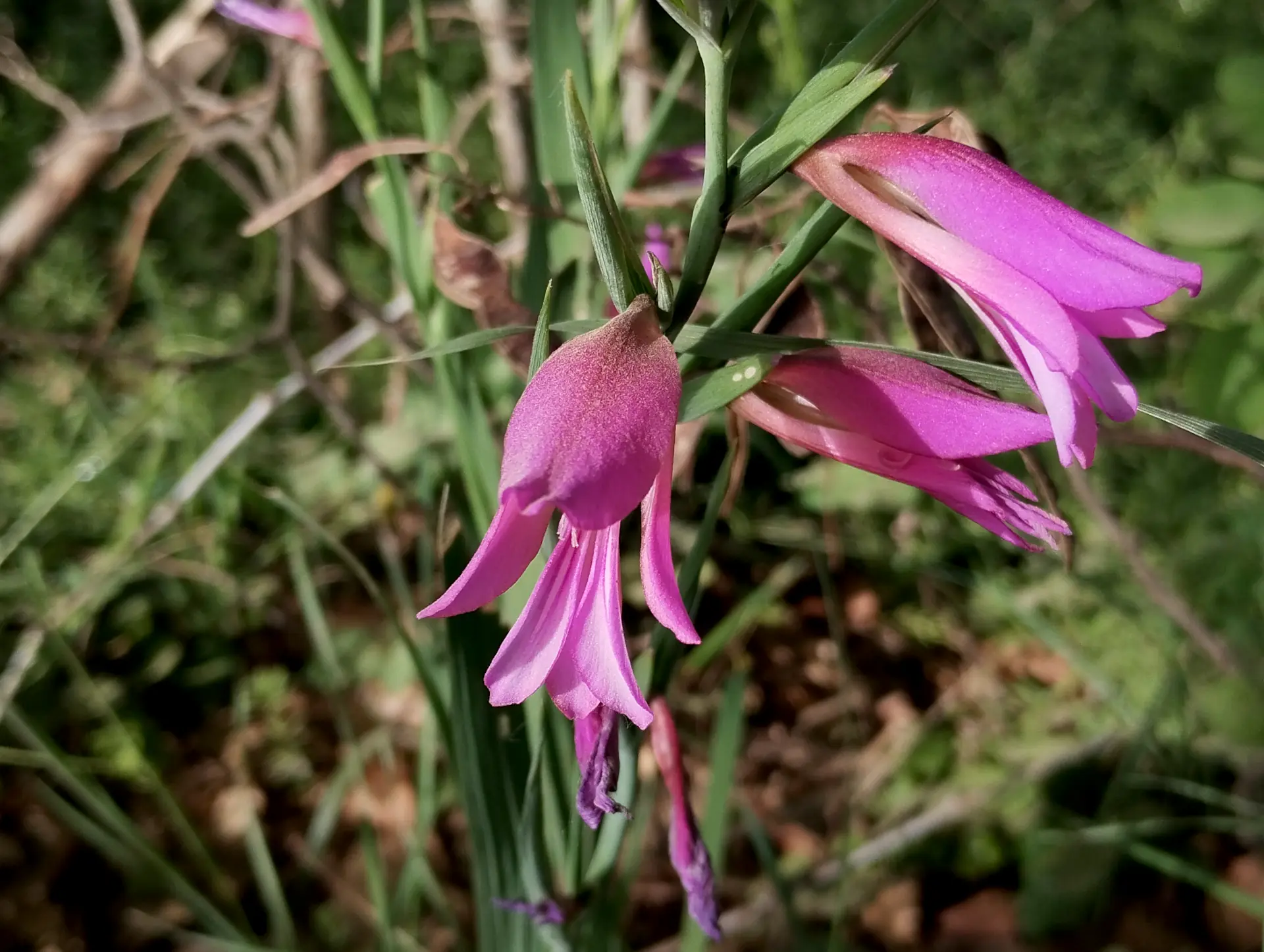 img/gladiolus-italicus.webp