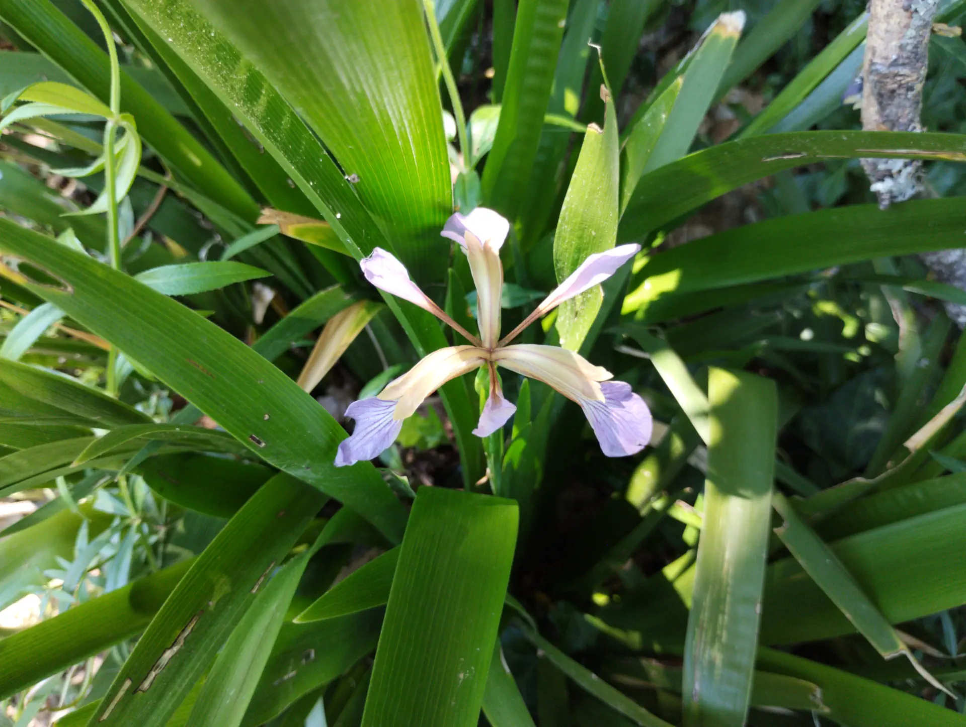 img/iris-foetidissima-2.webp