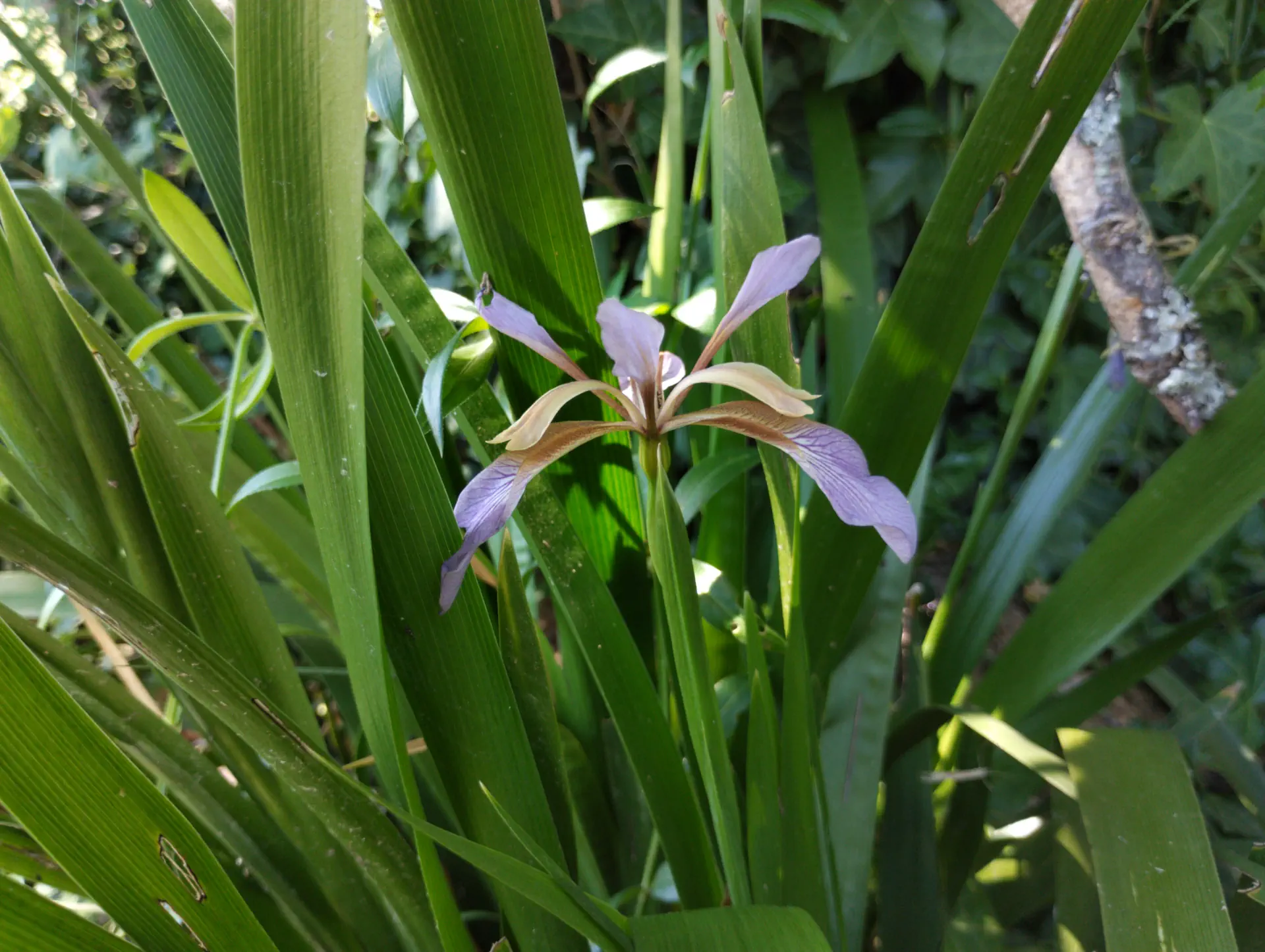 img/iris-foetidissima.webp