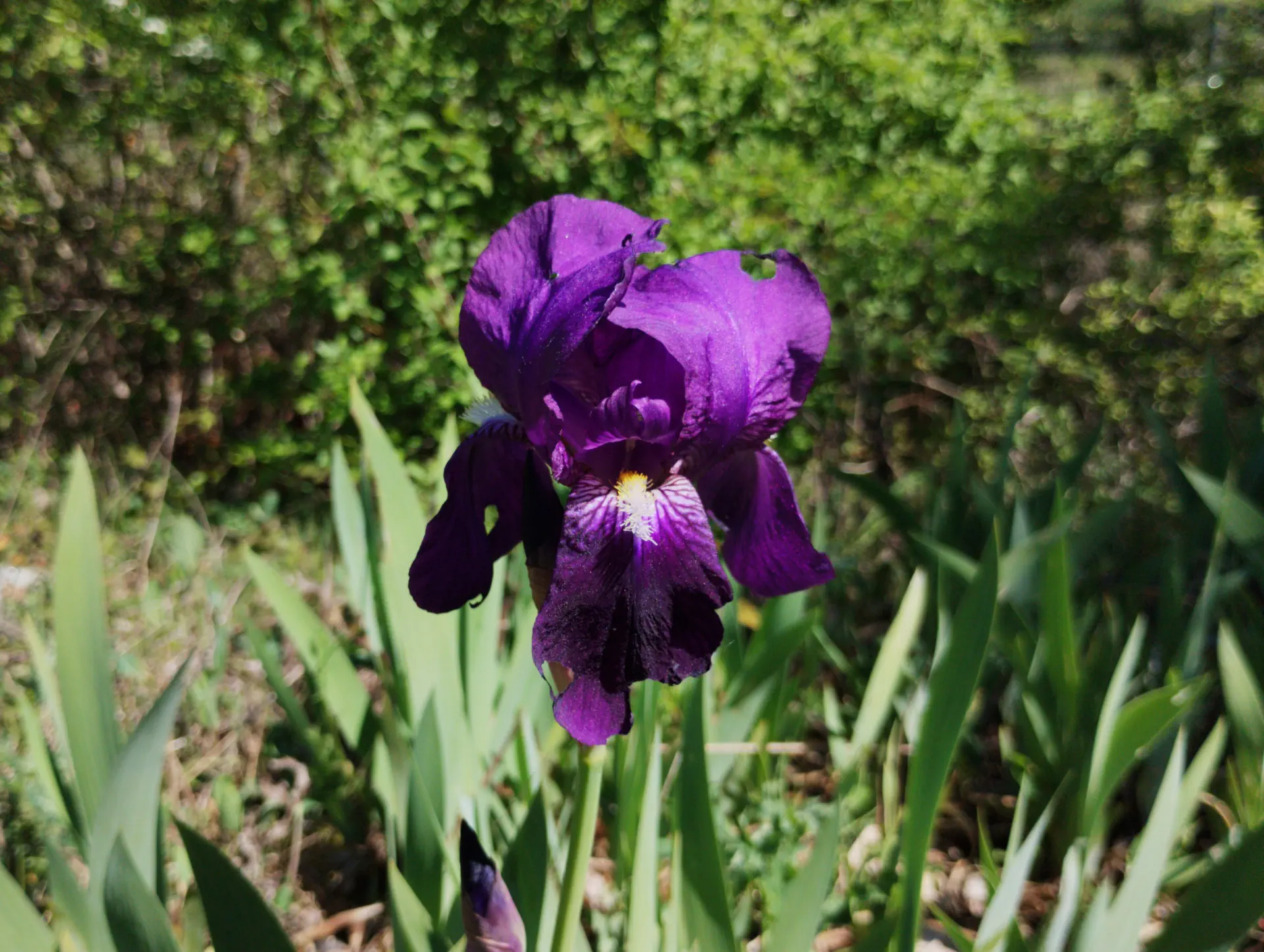img/iris-germanica.webp