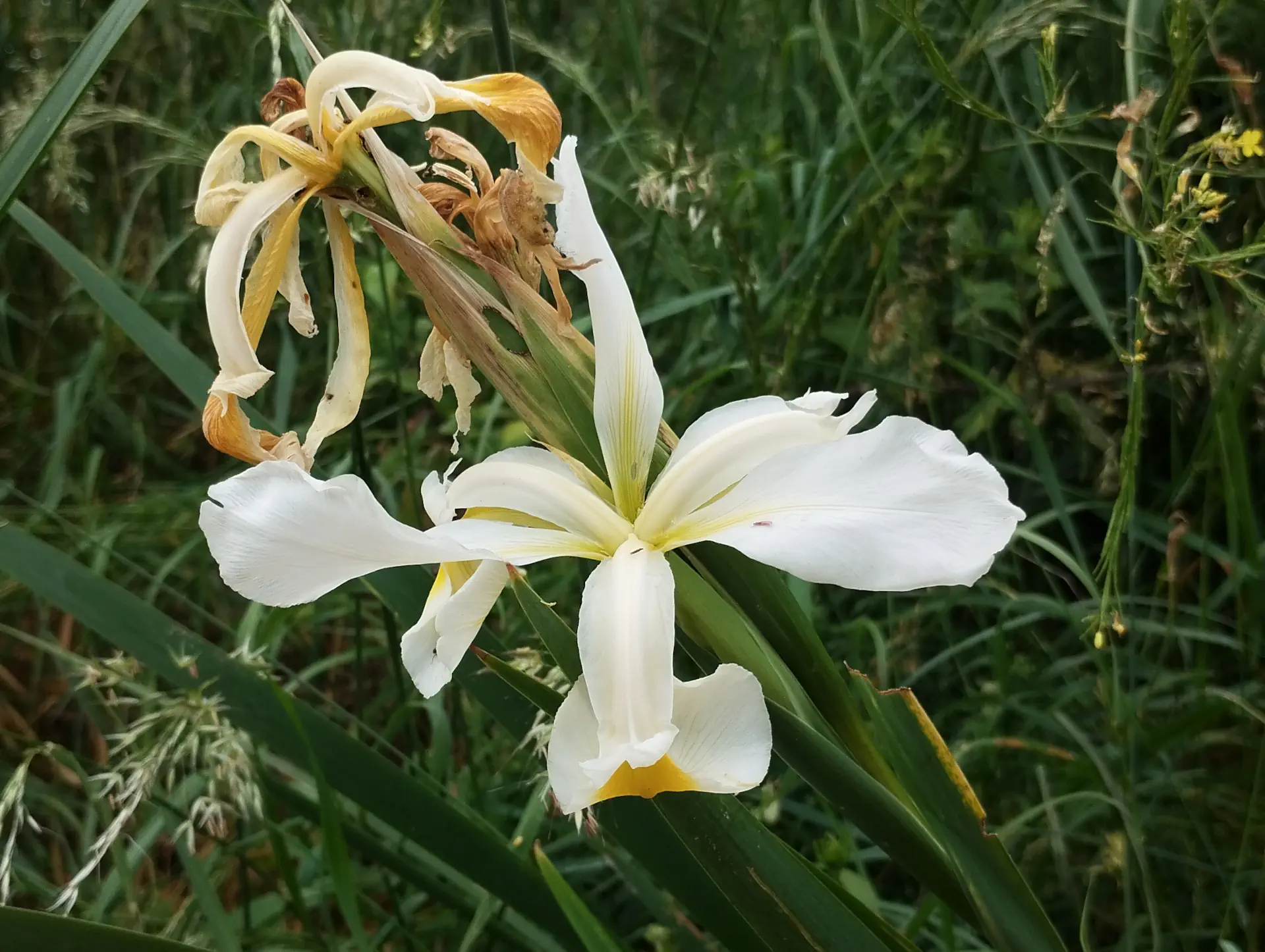 img/iris-orientalis.webp