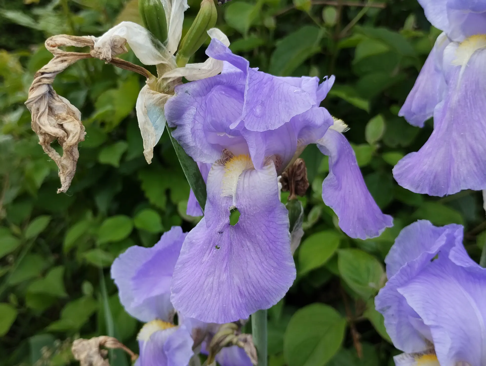 img/iris-pallida-2.webp