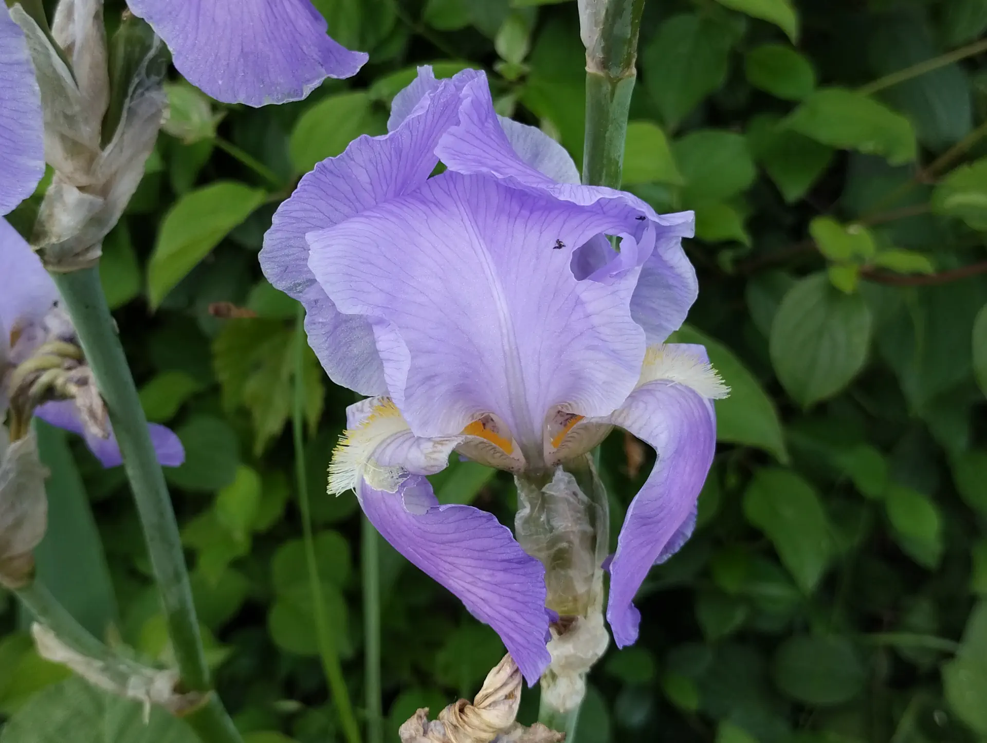 img/iris-pallida.webp
