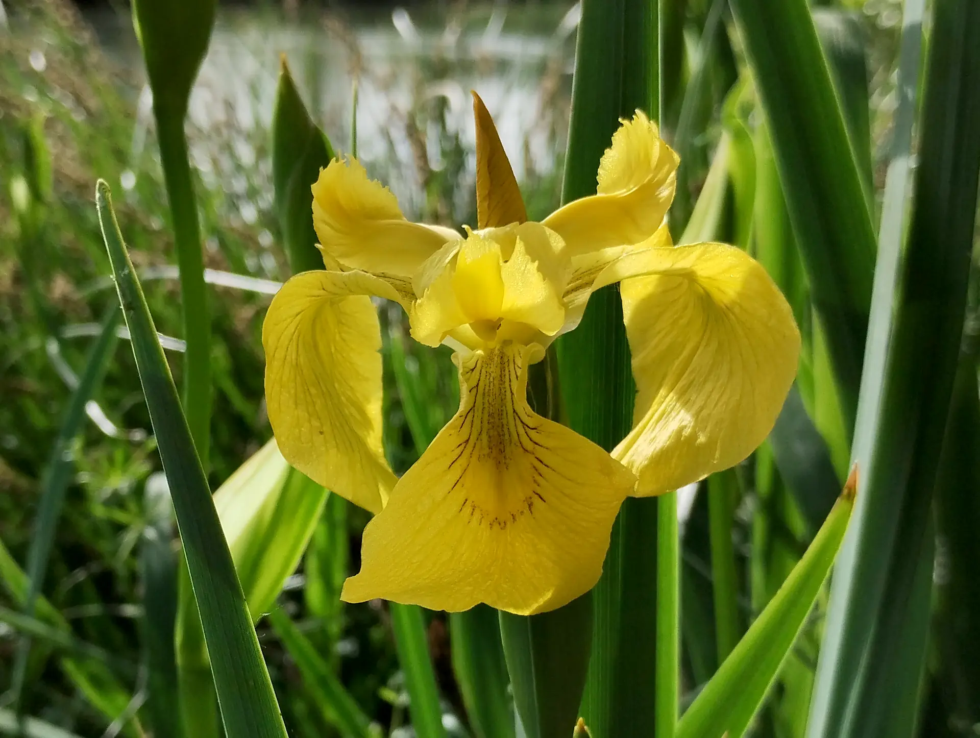 img/iris-pseudacorus.webp