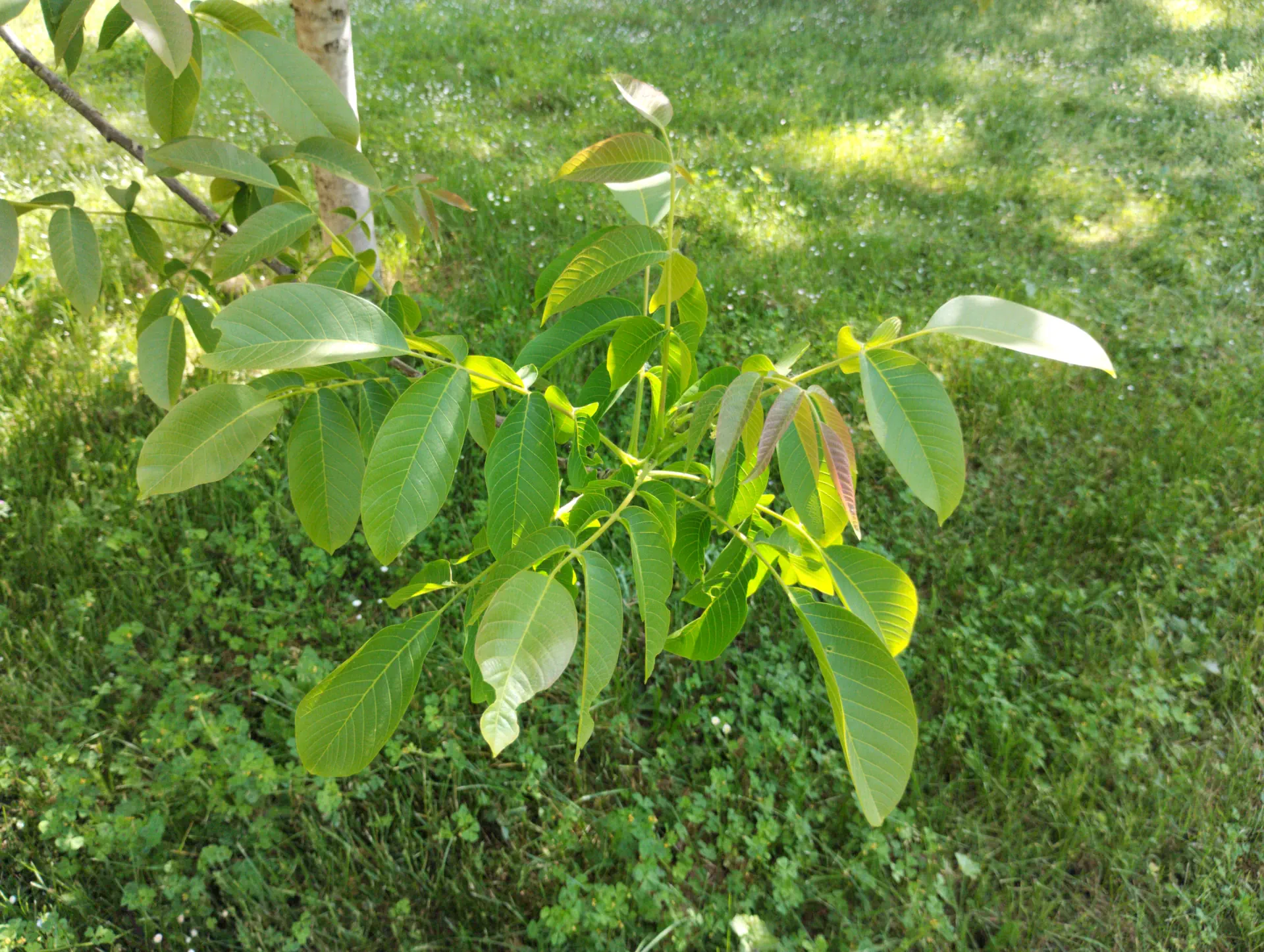 img/juglans-regia-2.webp
