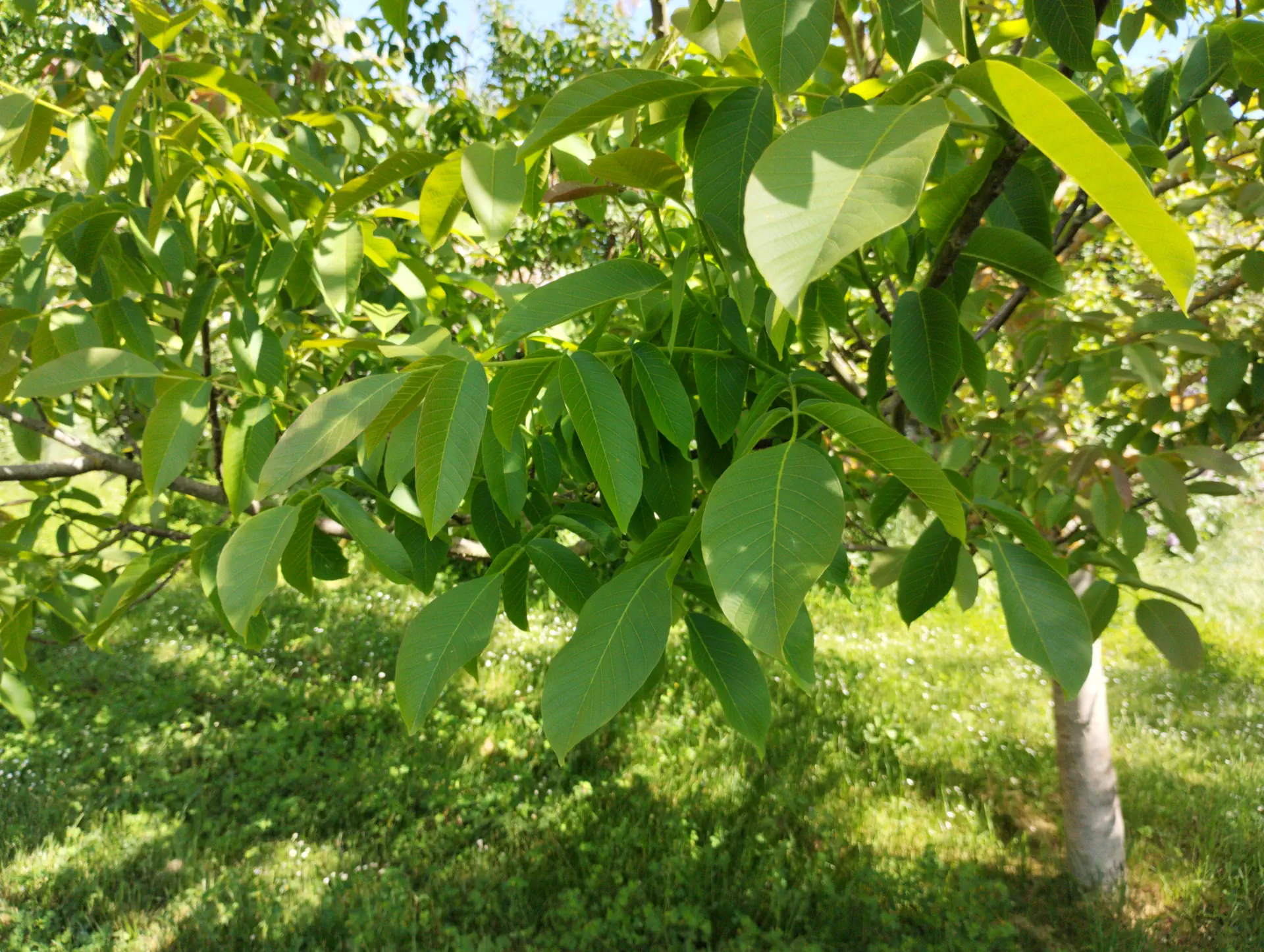 img/juglans-regia.webp