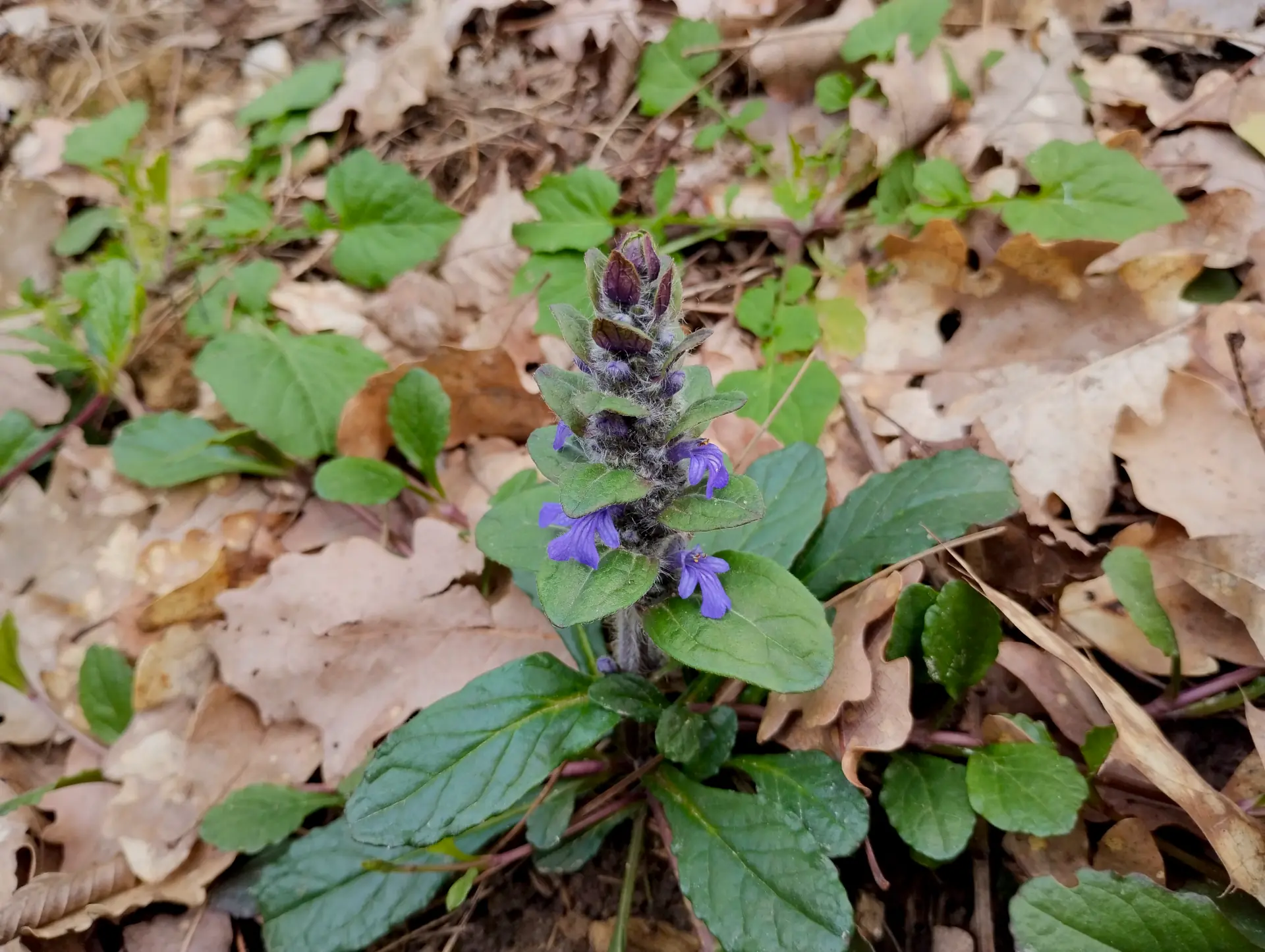 img/ajuga-reptans-2.webp