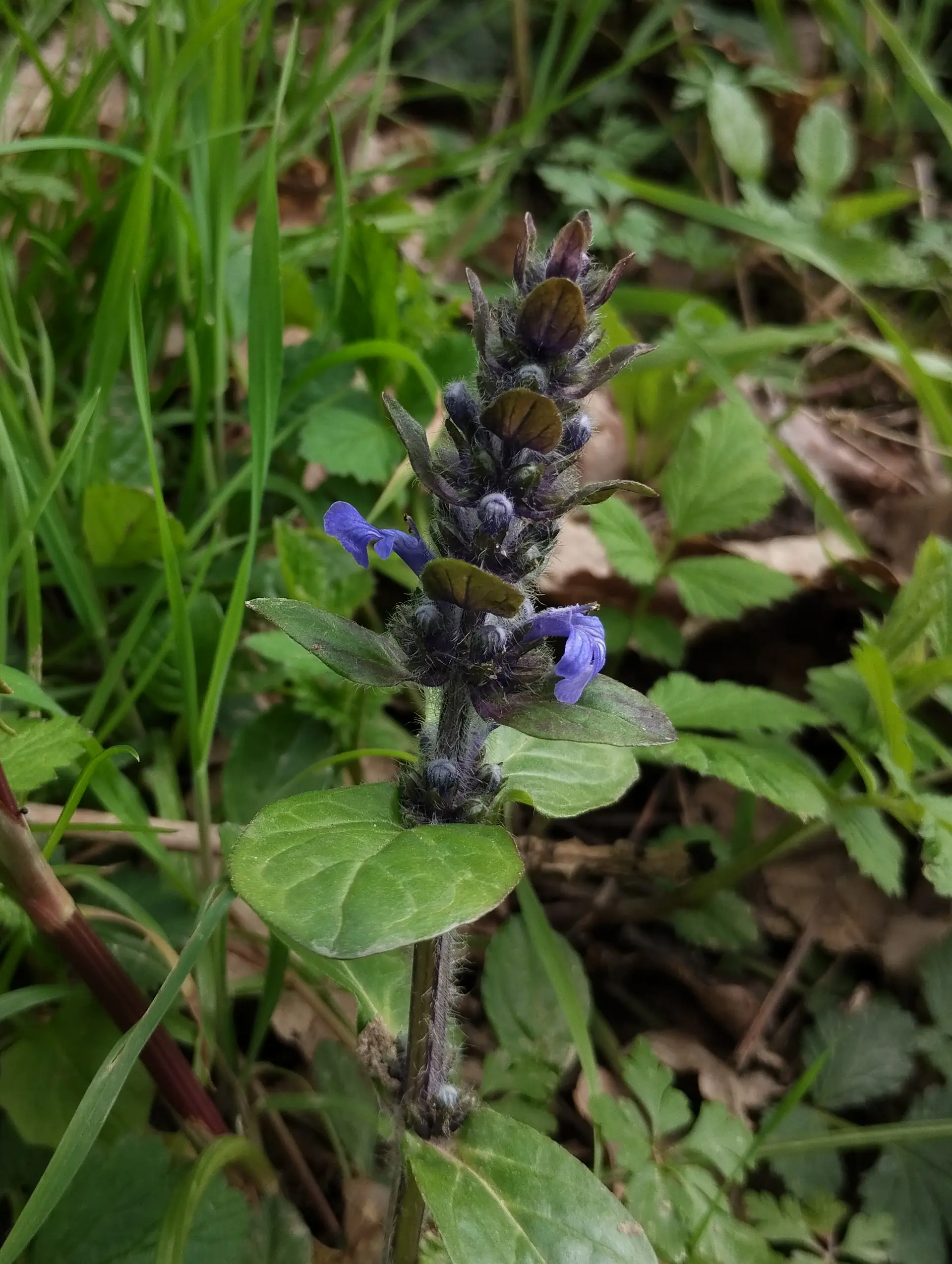 img/ajuga-reptans-3.webp