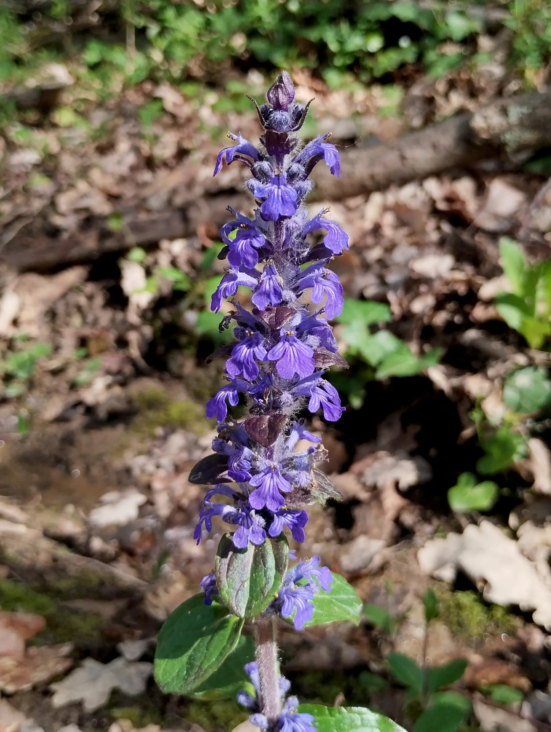 img/ajuga-reptans-7.webp