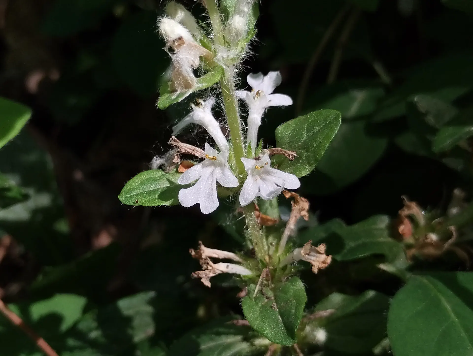 img/ajuga-reptans-8.webp