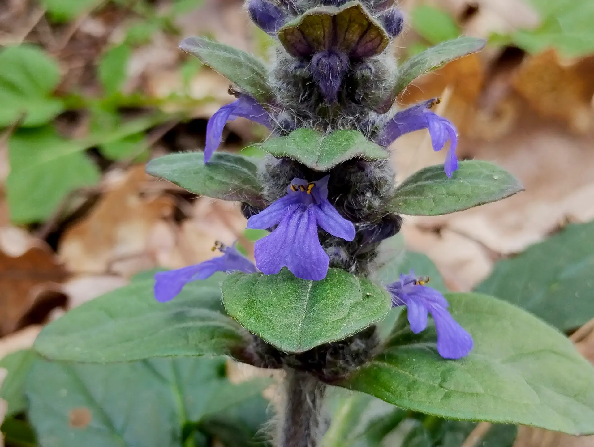 img/ajuga-reptans.webp
