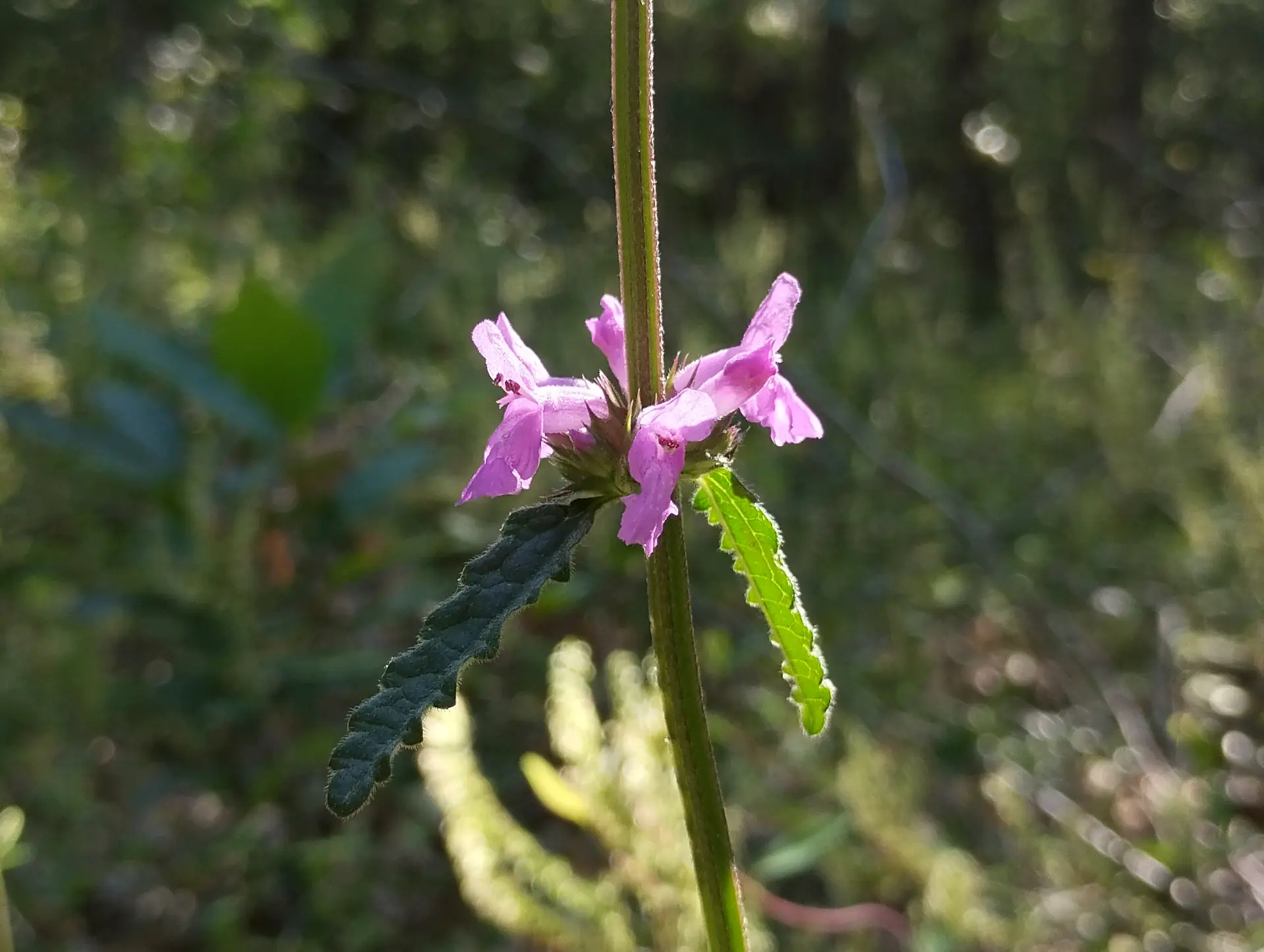 img/betonica-officinalis-2.webp