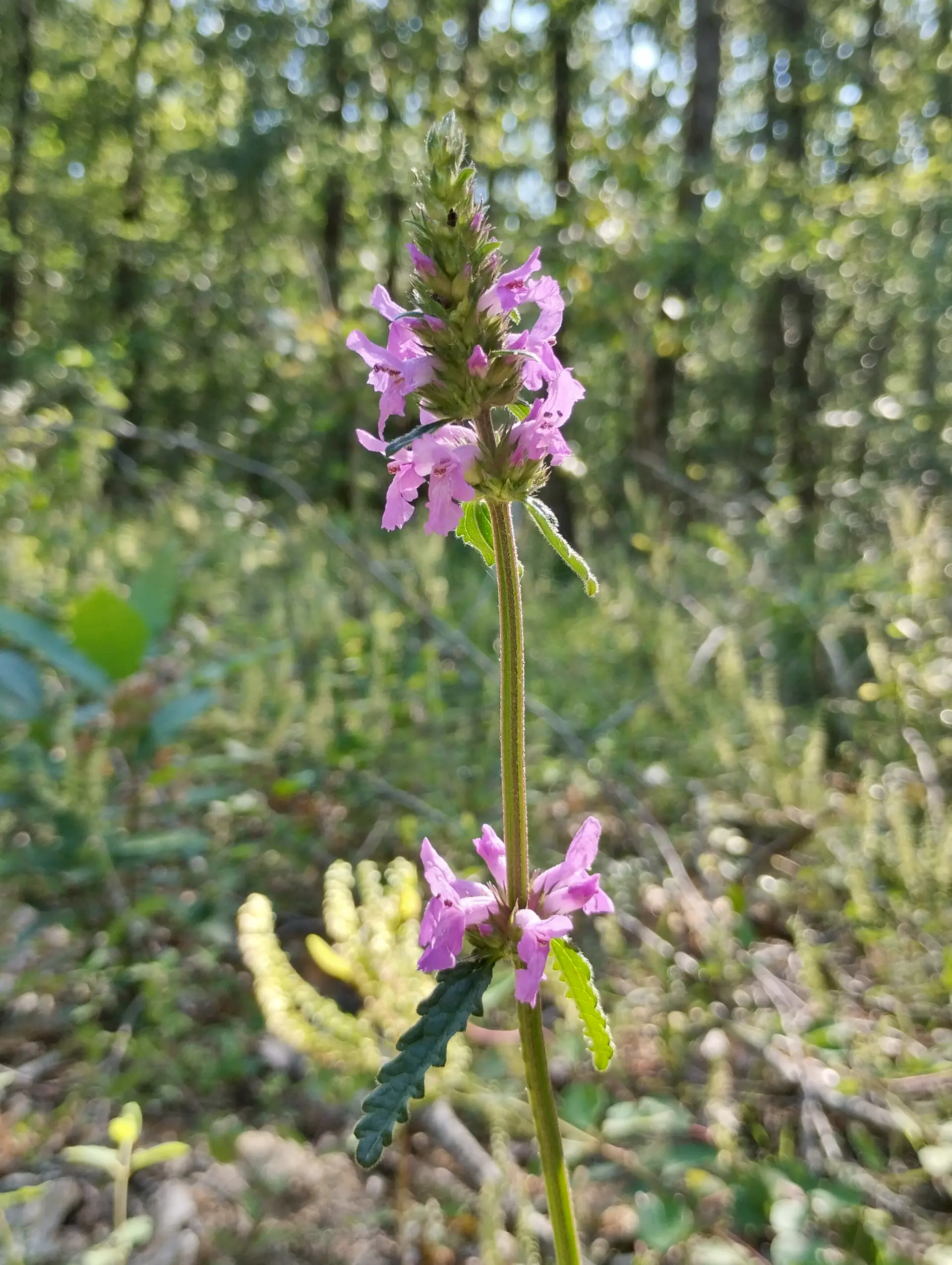 img/betonica-officinalis-3.webp