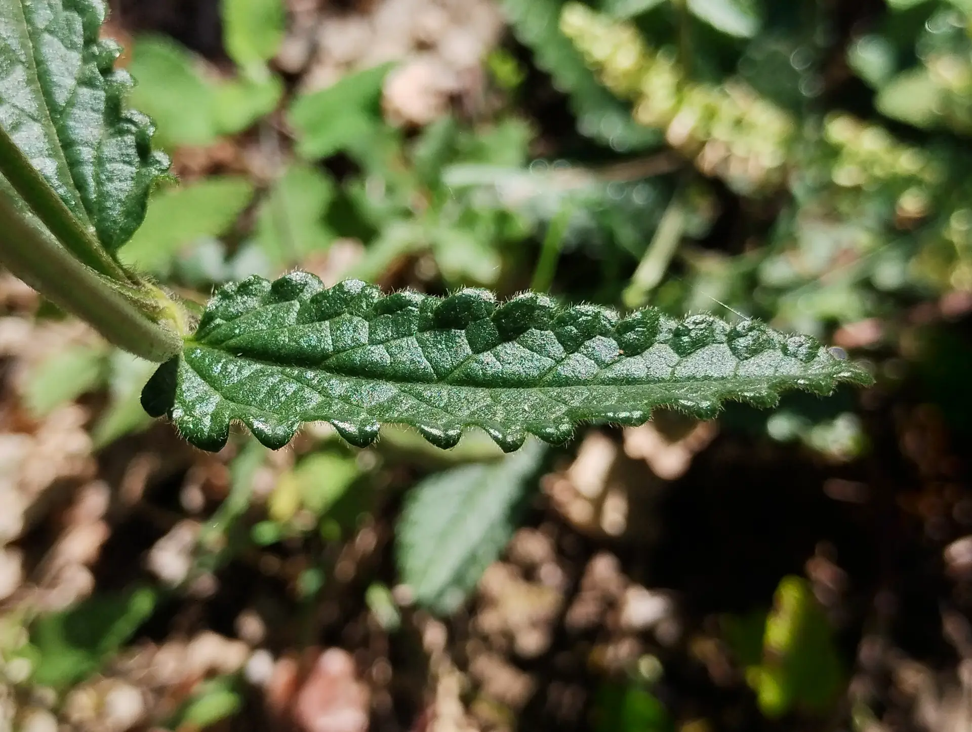 img/betonica-officinalis-4.webp