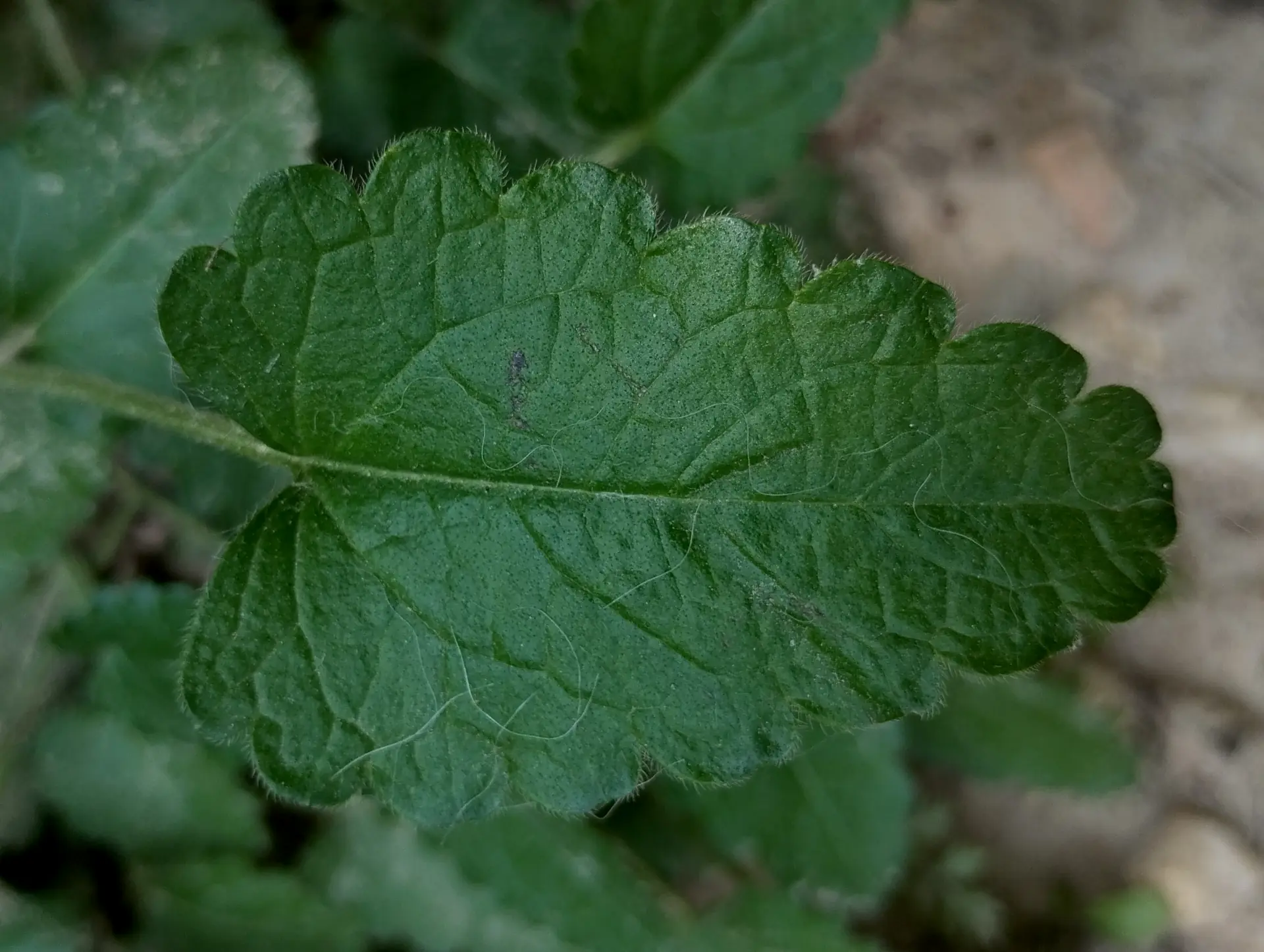 img/betonica-officinalis-5.webp