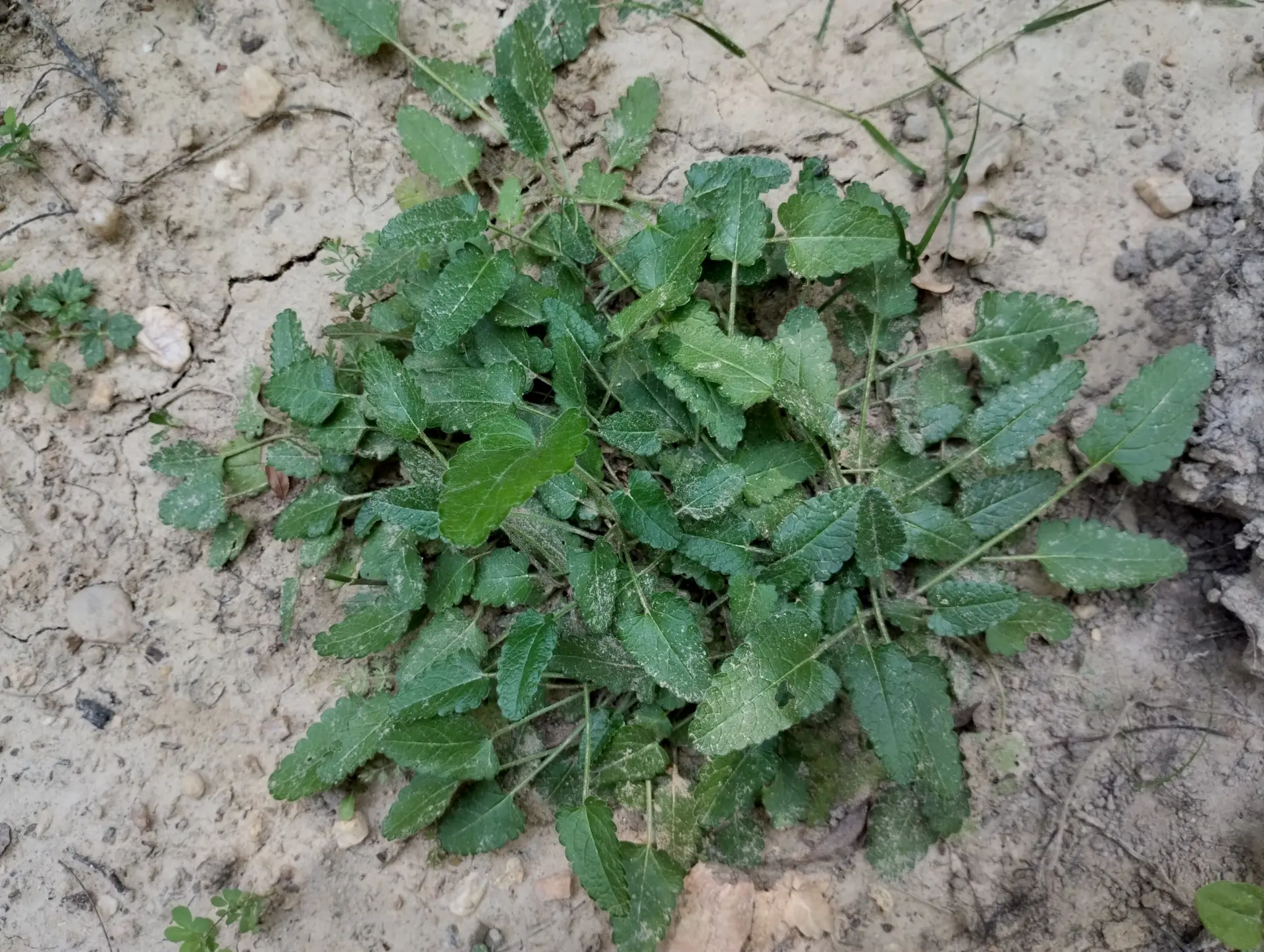 img/betonica-officinalis-6.webp