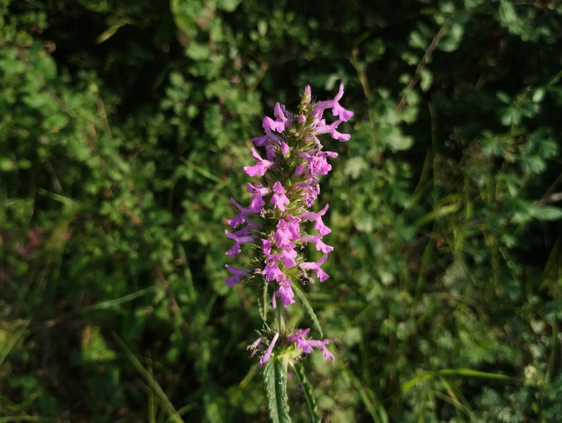 img/betonica-officinalis-7.webp