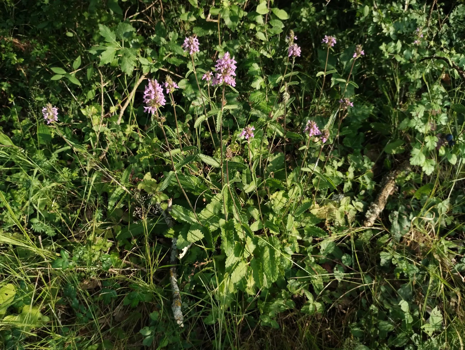 img/betonica-officinalis-8.webp