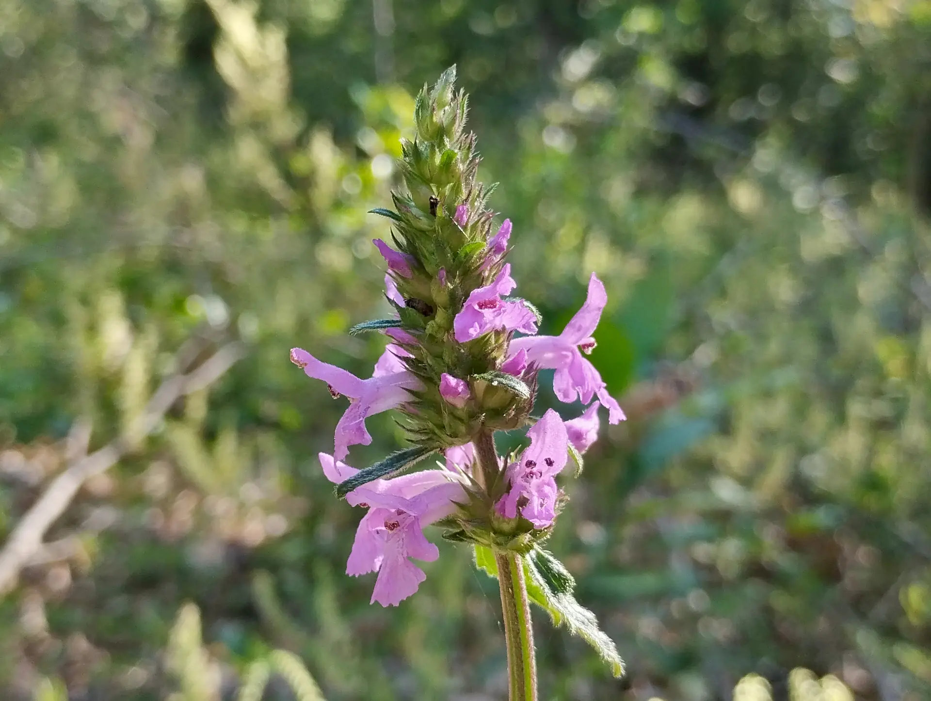 img/betonica-officinalis.webp