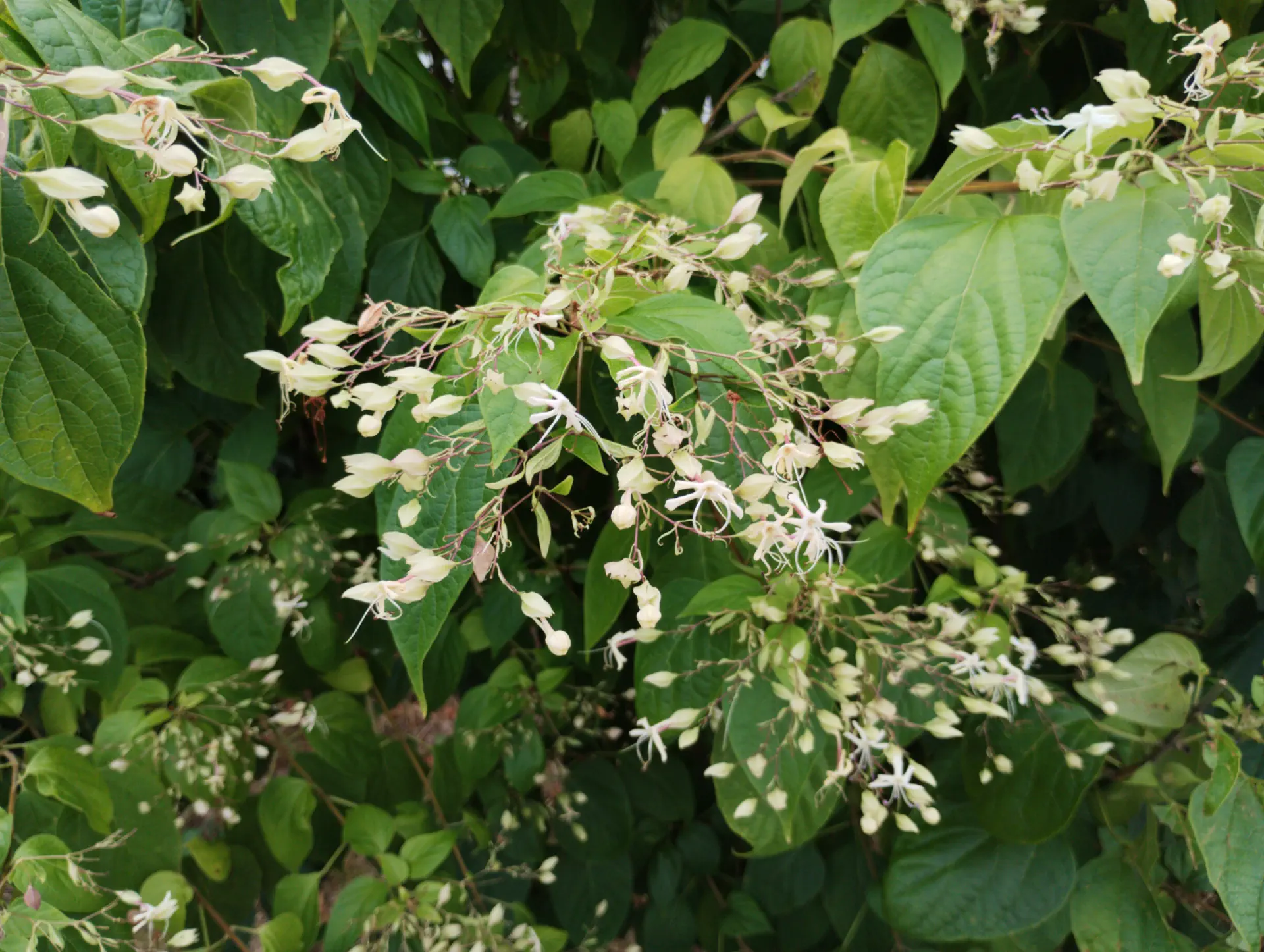 img/clerodendrum-trichotomum-2.webp