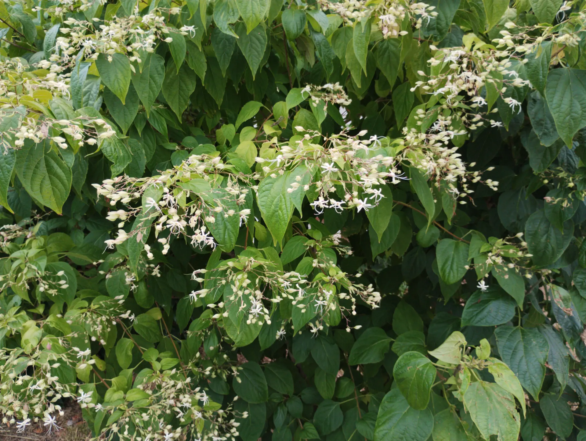 img/clerodendrum-trichotomum-3.webp