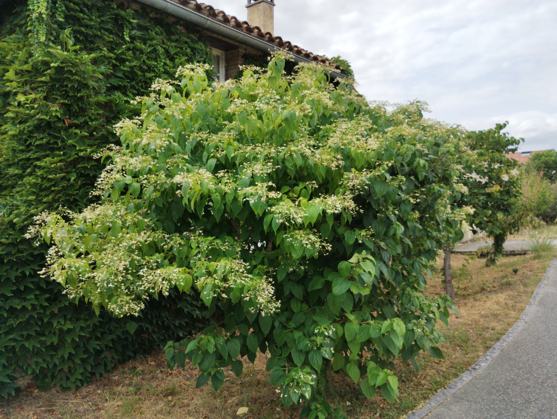 img/clerodendrum-trichotomum-4.webp