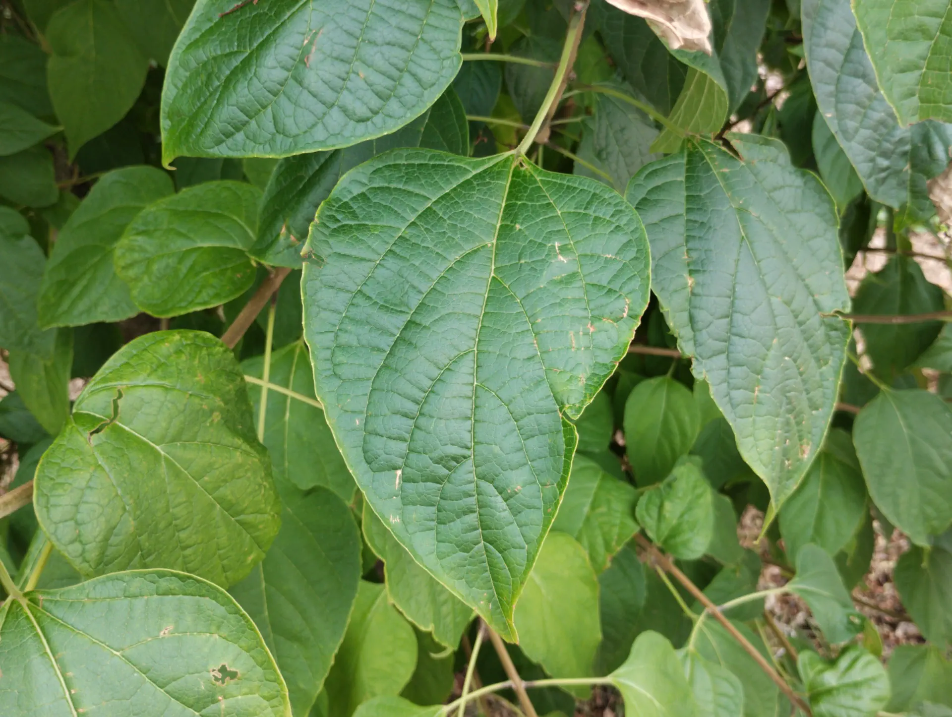 img/clerodendrum-trichotomum-5.webp