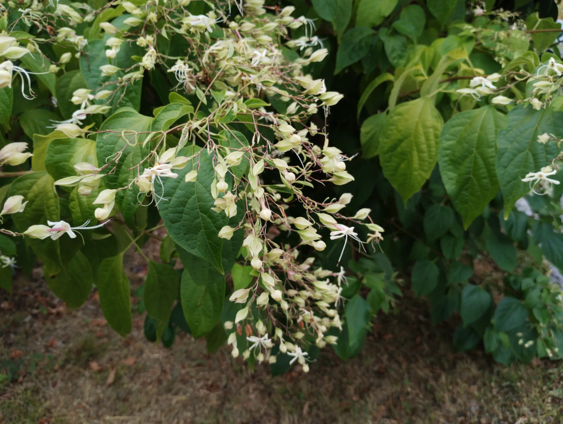 img/clerodendrum-trichotomum.webp