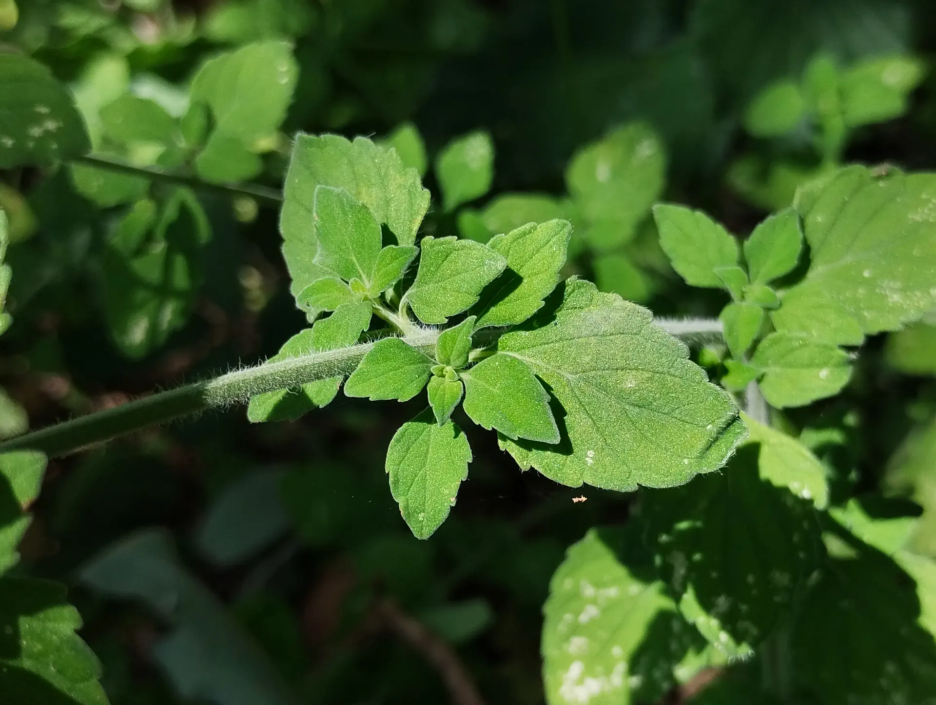 img/clinopodium-menthifolium-ascendens-3.webp