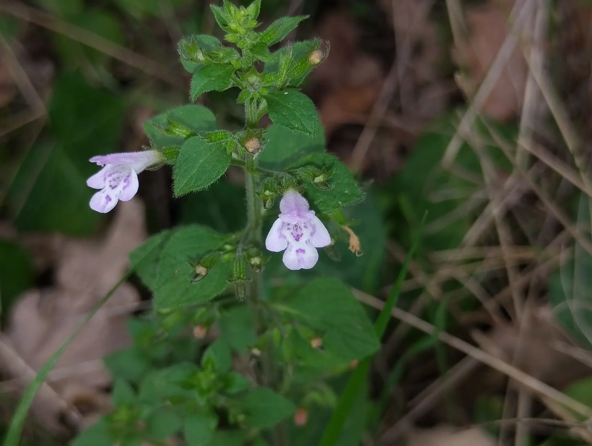 img/clinopodium-menthifolium-ascendens-4.webp