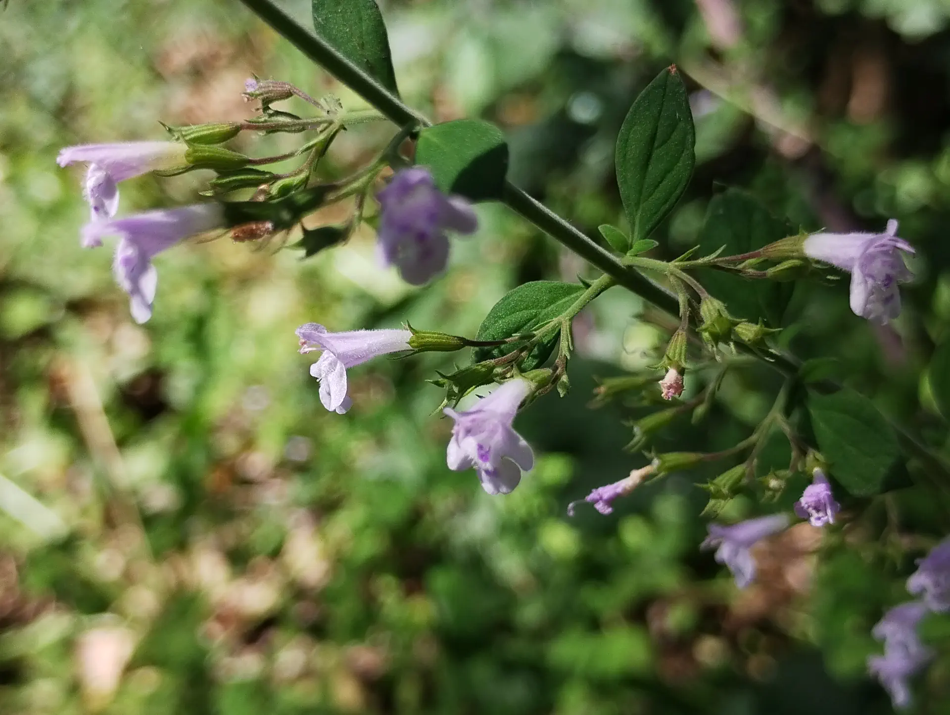 img/clinopodium-menthifolium-ascendens.webp