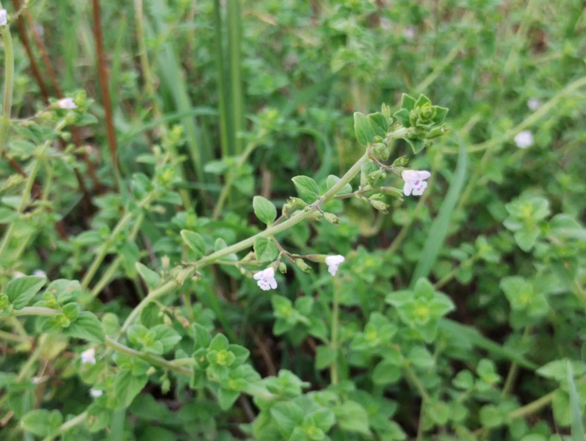img/clinopodium-nepeta-spruneri-2.webp
